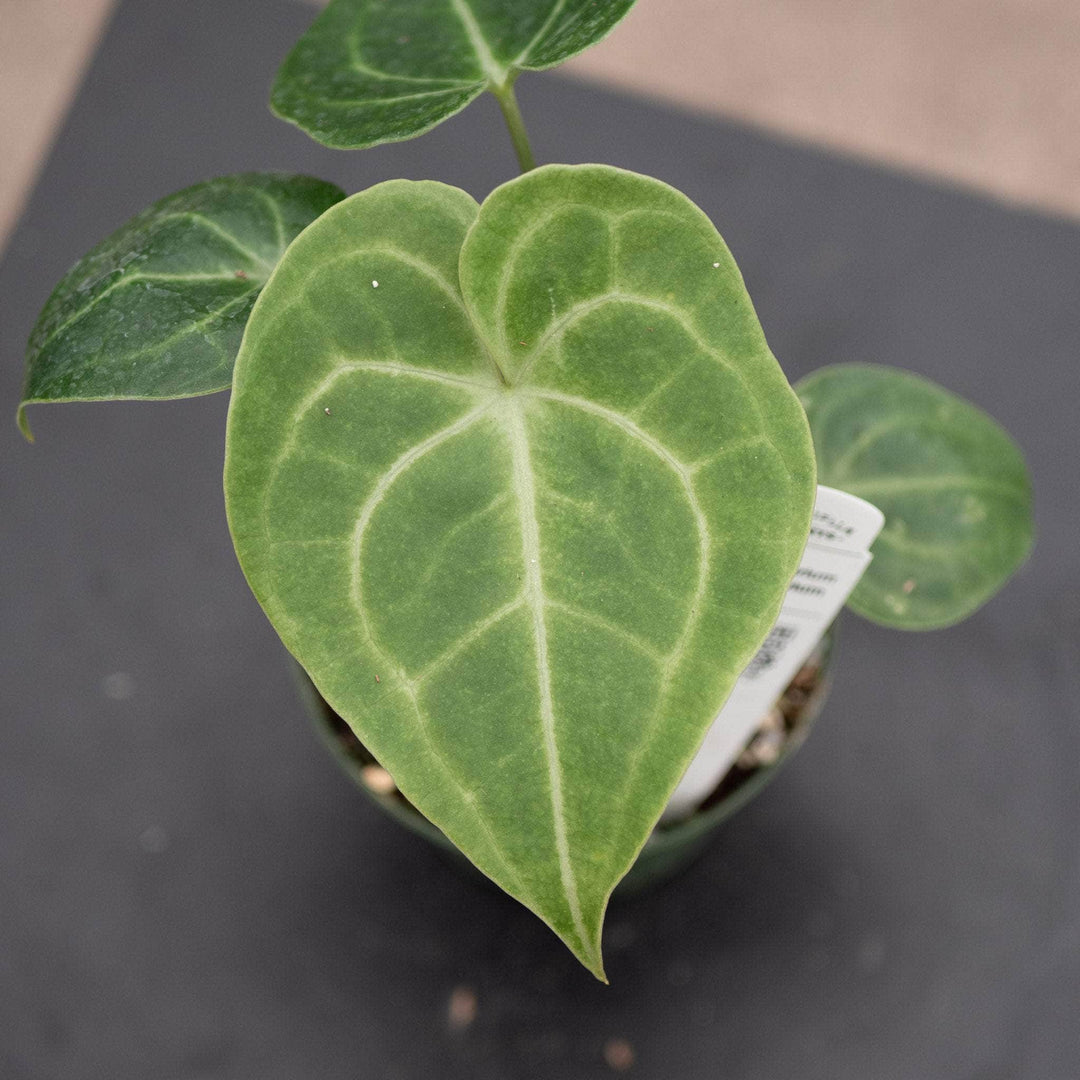 anthurium claverium Anthurium ‘Clarinervium' 4”