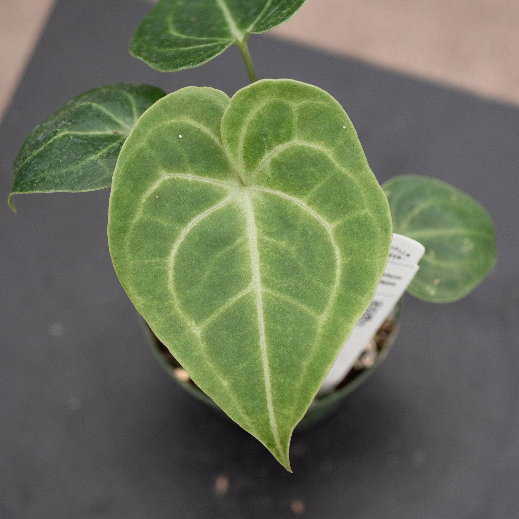 anthurium clarinervium silver Anthurium ‘Clarinervium' 4”