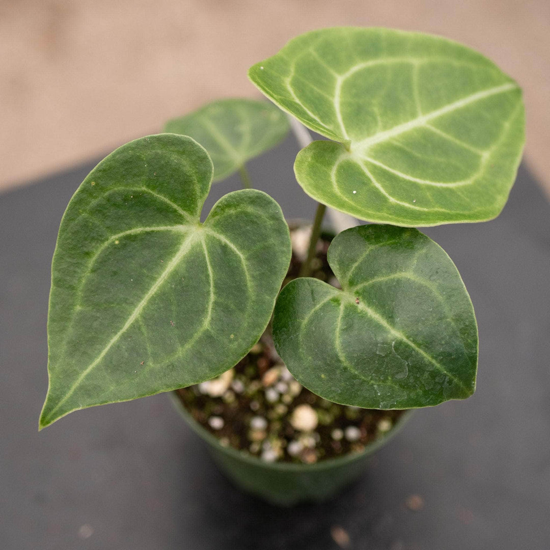Gabriella Plants Anthurium 4" Anthurium clarinervium