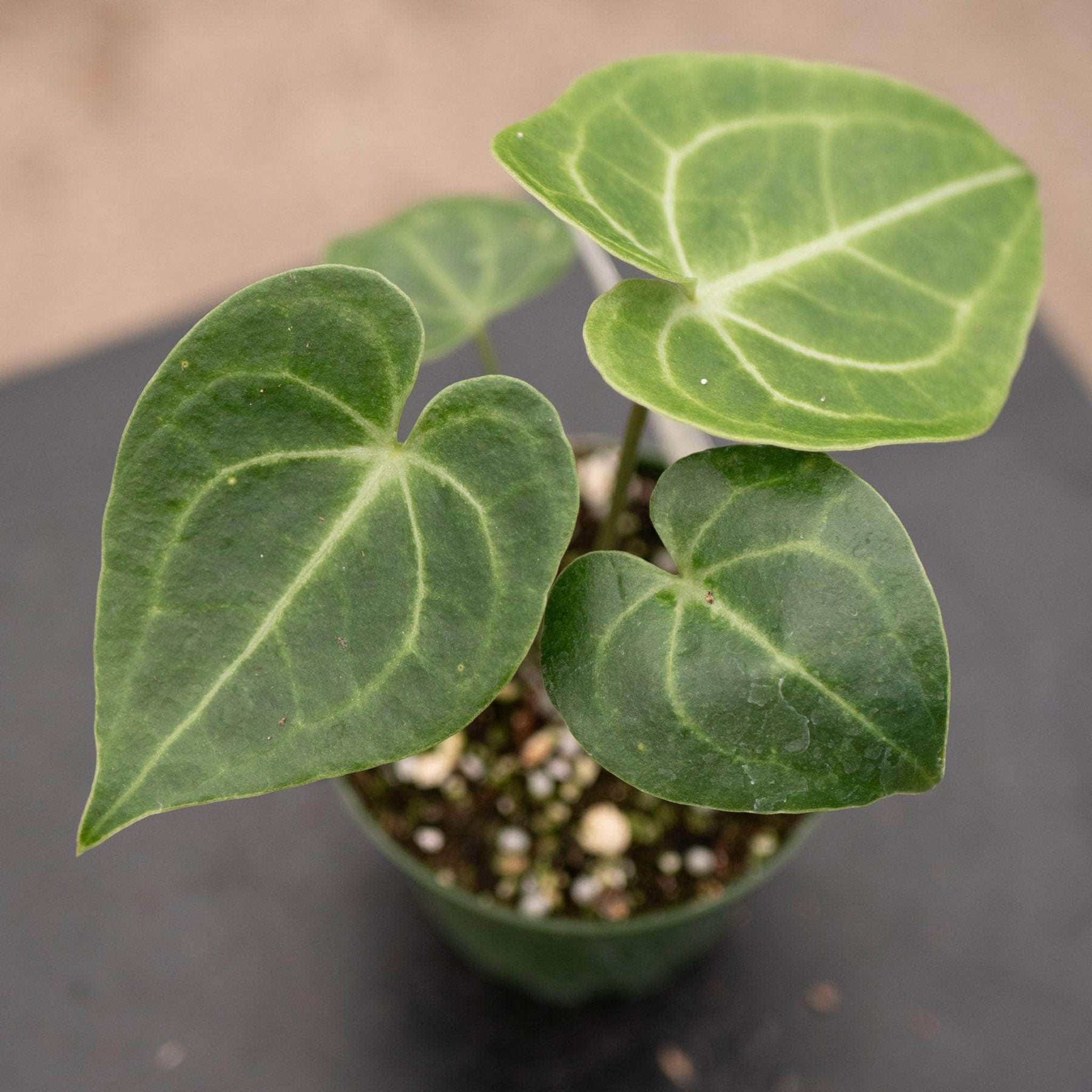 anthurium faustomirandae x clarinervium Anthurium clarinervium