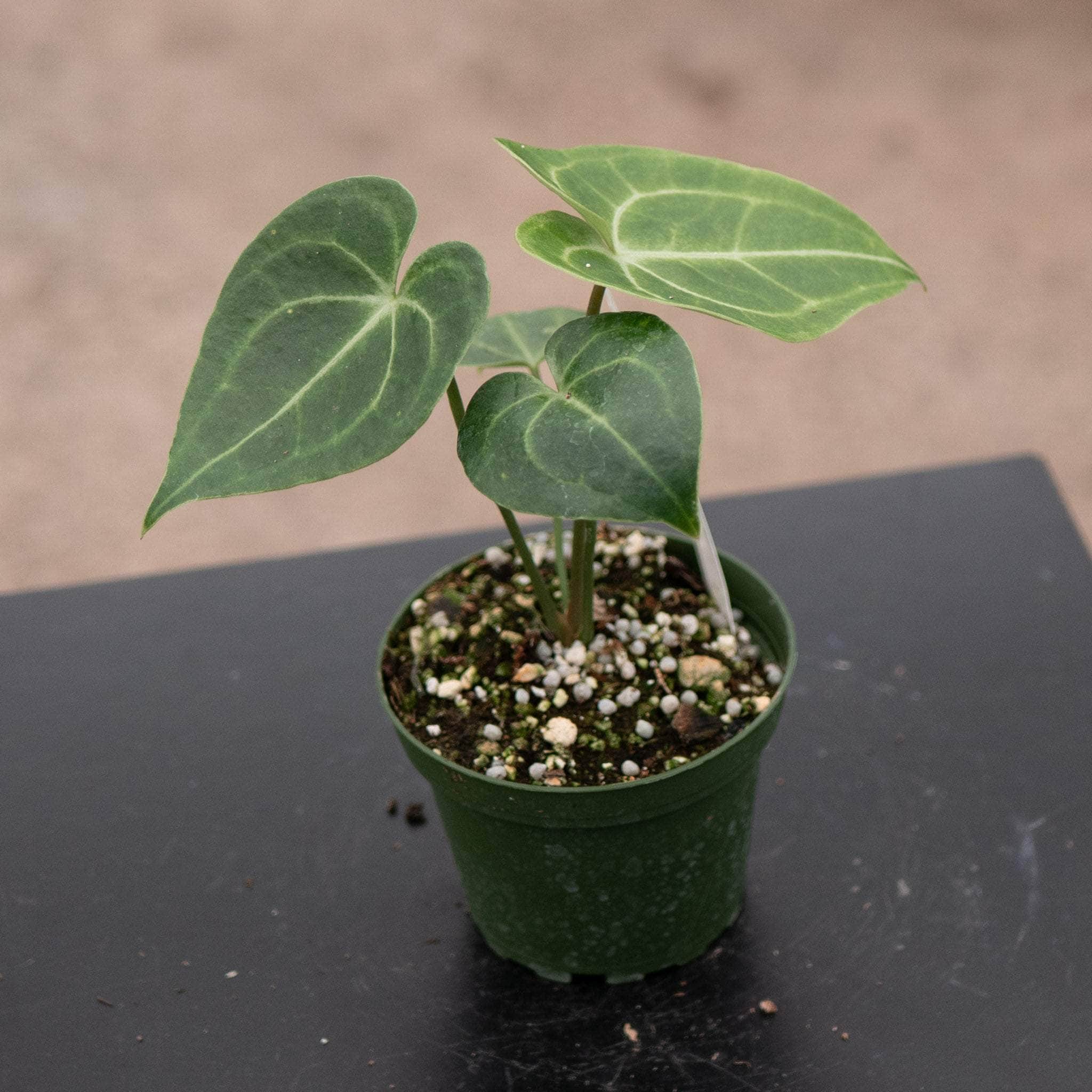 anthurium clarinervium hydrokultur Anthurium ‘Clarinervium' 4”