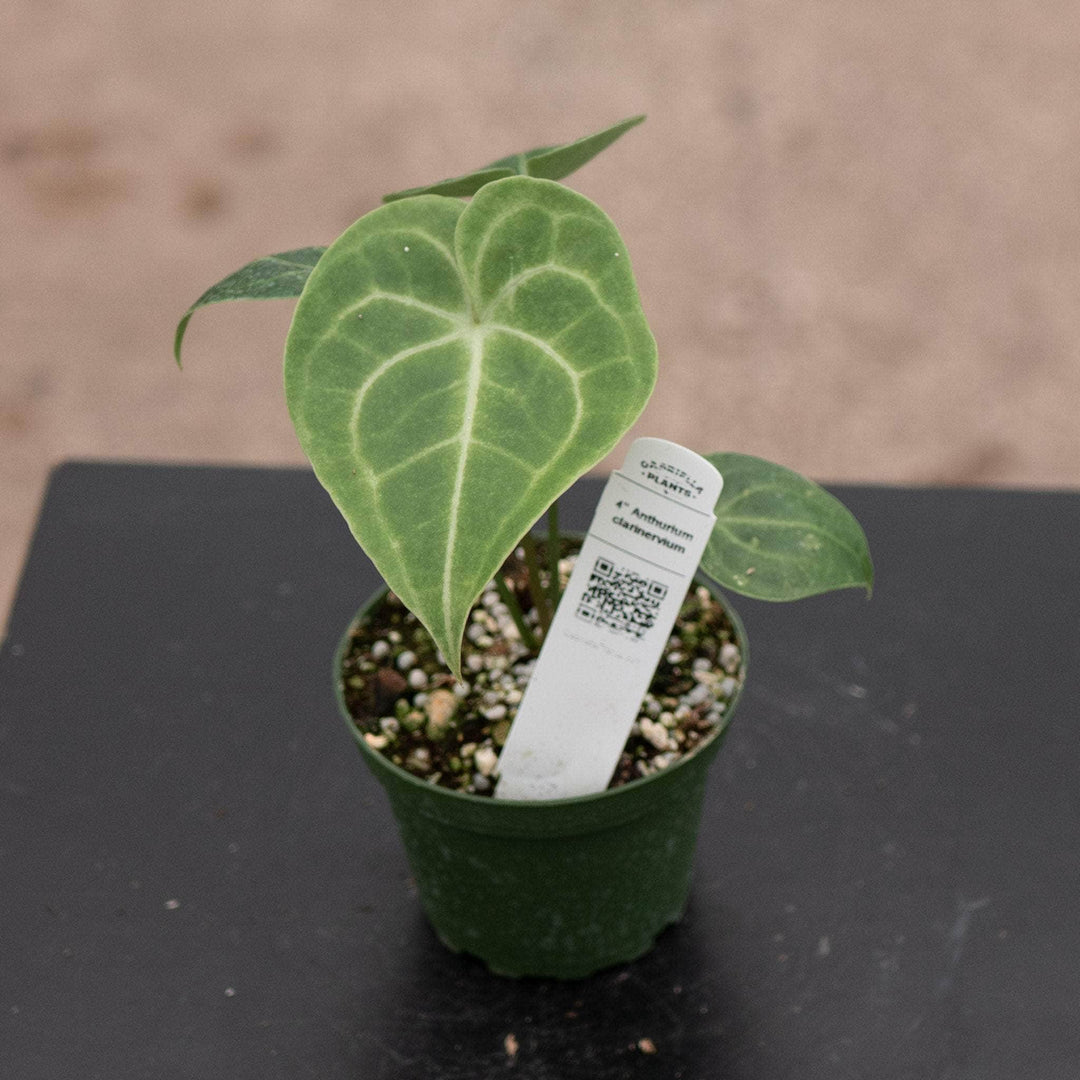 Gabriella Plants Anthurium 4" Anthurium clarinervium
