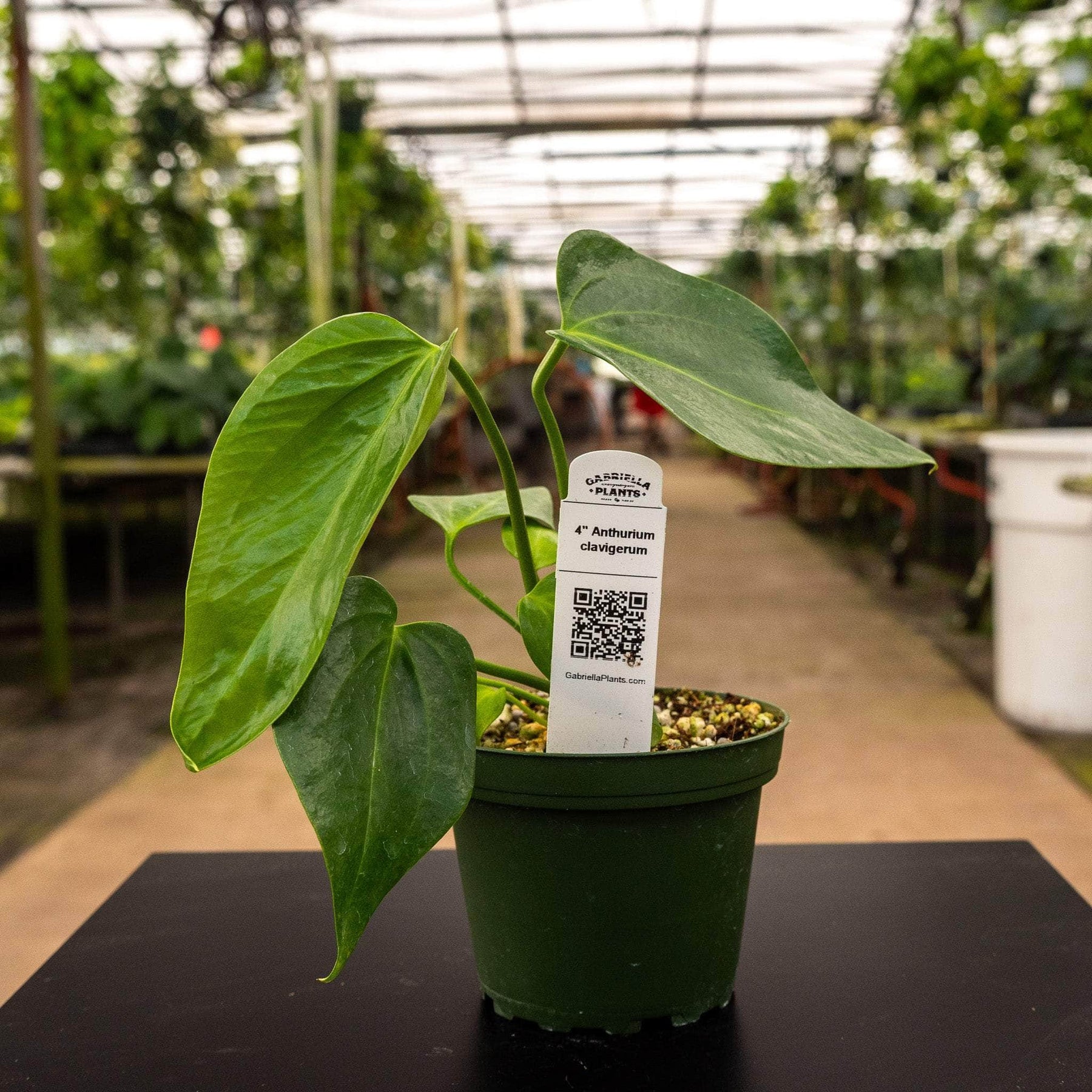 anthurium salvinii cultivo Anthurium clavigerum Seedling