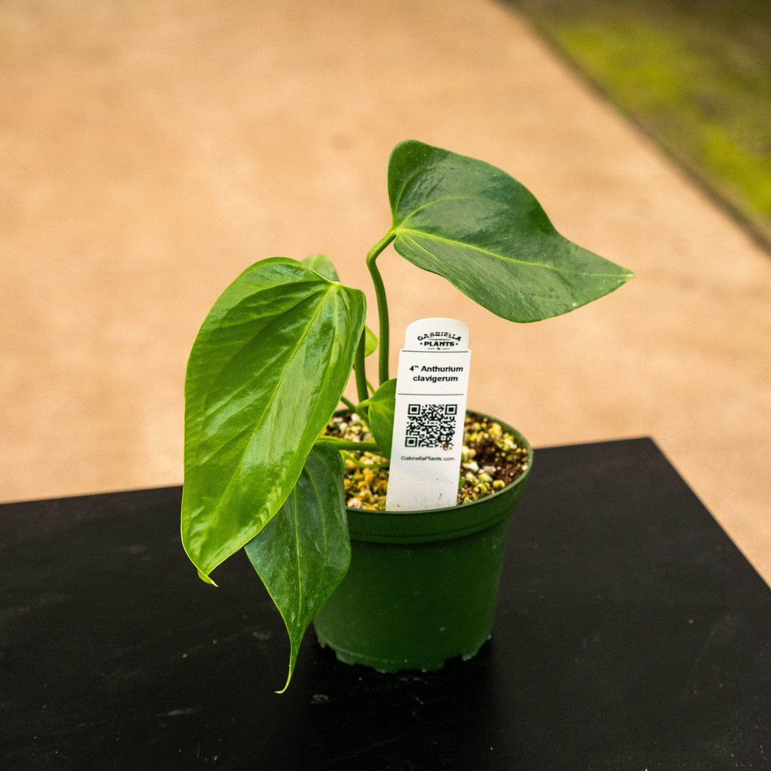 anthurium clavigerum care Anthurium clavigerum Seedling