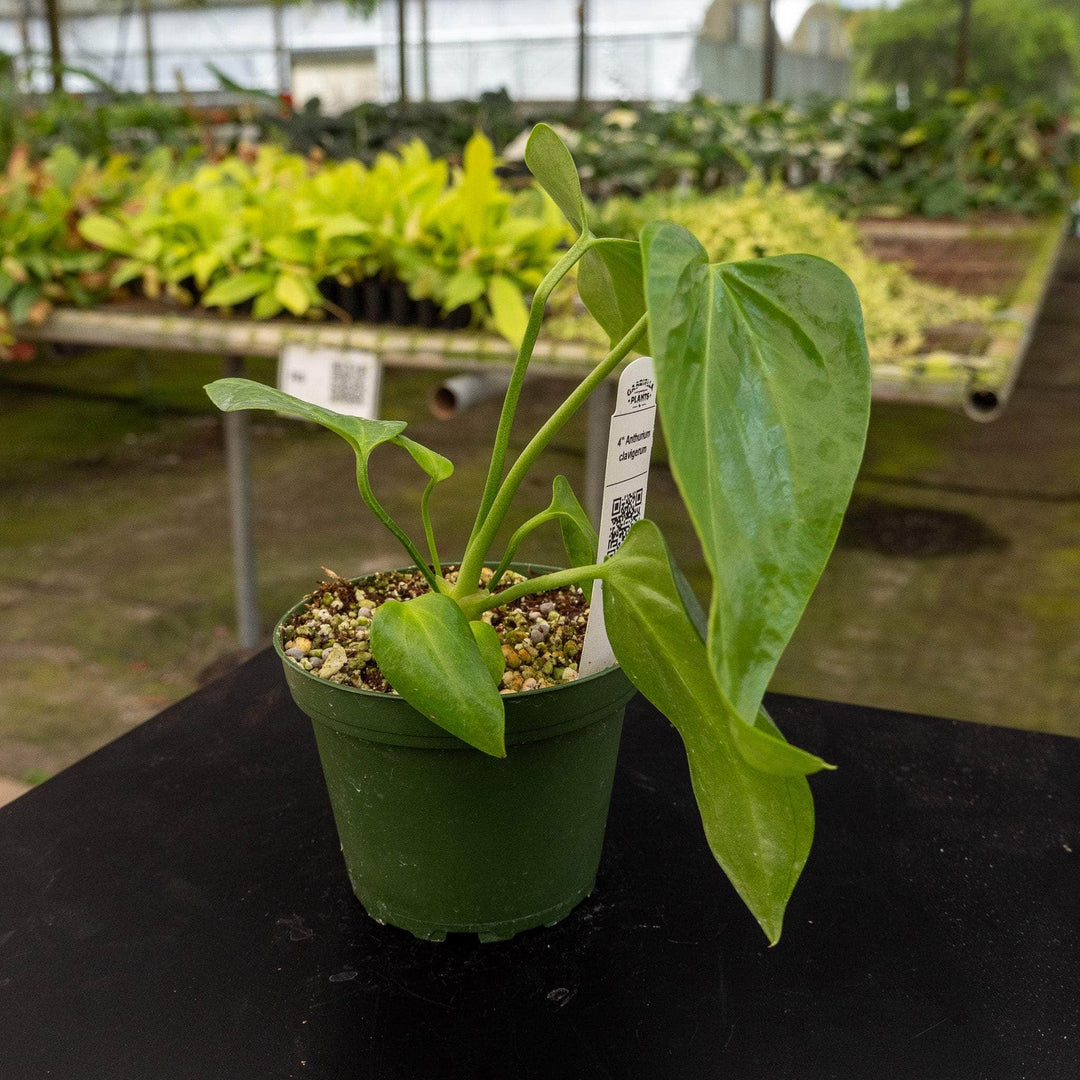 anthurium clavigerum care Anthurium clavigerum Seedling
