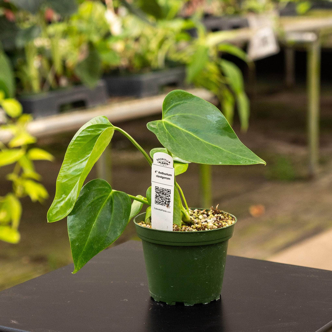 anthurium pseudoclavigerum Anthurium clavigerum Seedling