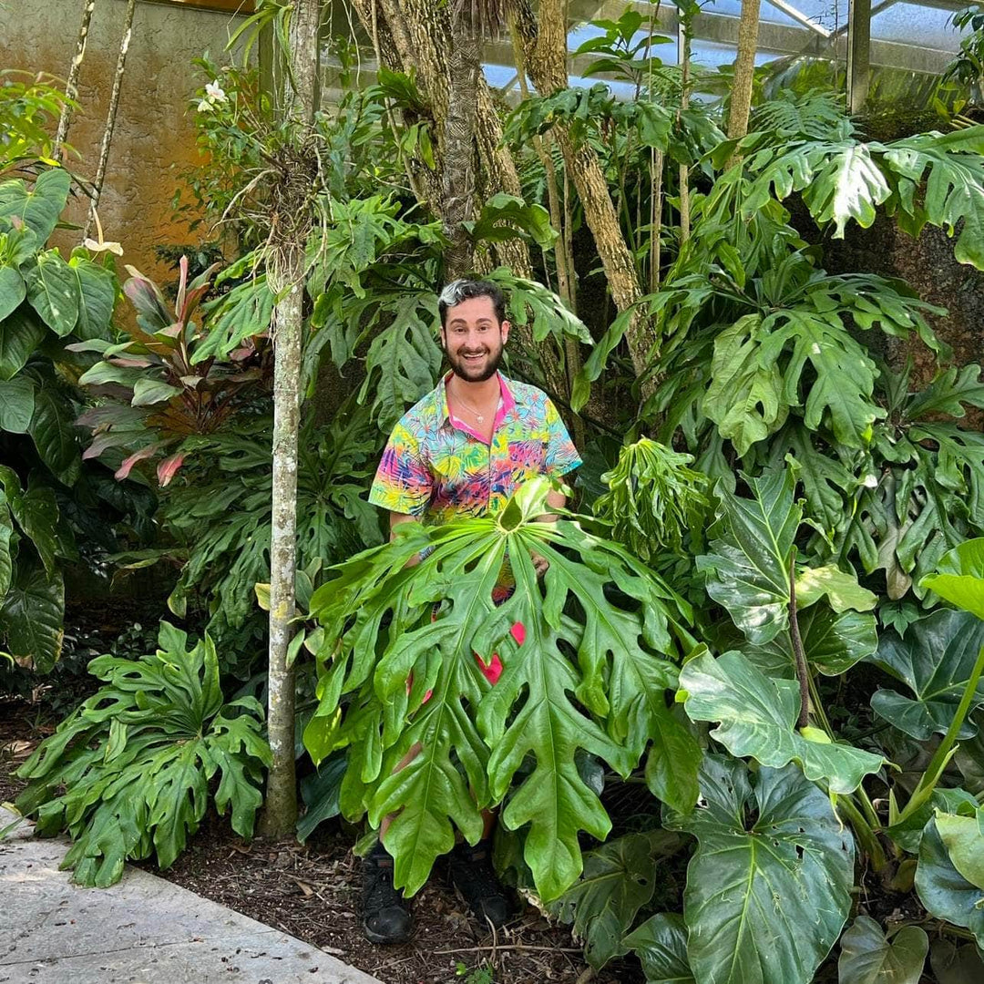 anthurium grandifolium Anthurium clavigerum Seedling