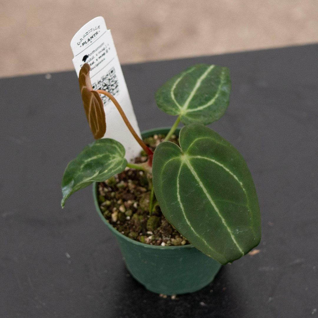 Gabriella Plants Anthurium 4" Anthurium [(crystal. x mag.) x (crystal. x mag.)] x decipiens