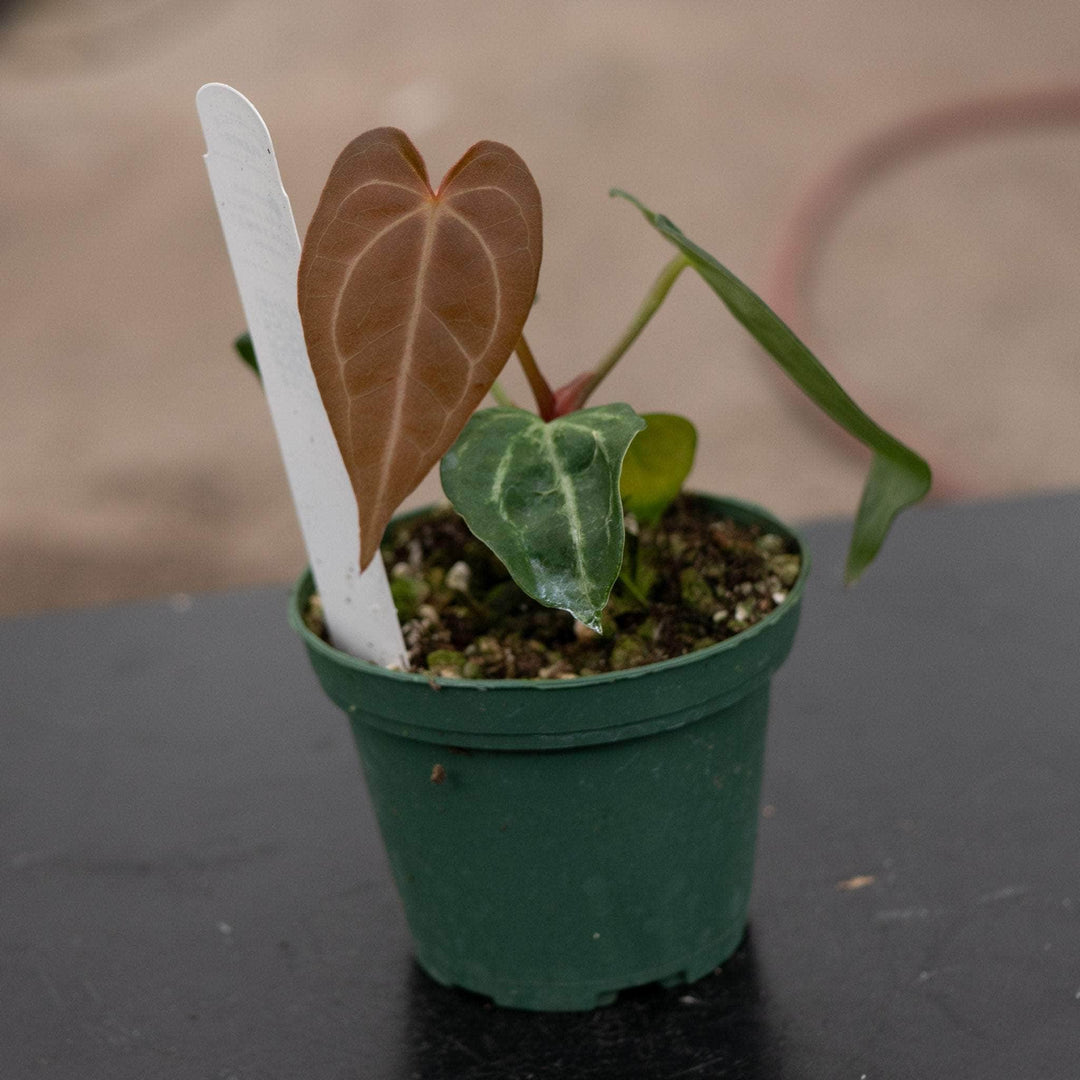 Gabriella Plants Anthurium 4" Anthurium [(crystal. x mag.) x (crystal. x mag.)] x decipiens