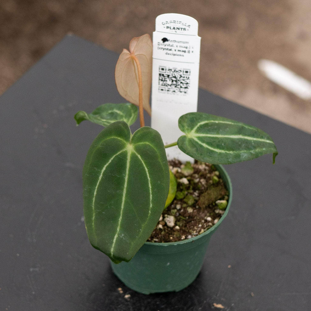 Gabriella Plants Anthurium 4" Anthurium [(crystal. x mag.) x (crystal. x mag.)] x decipiens