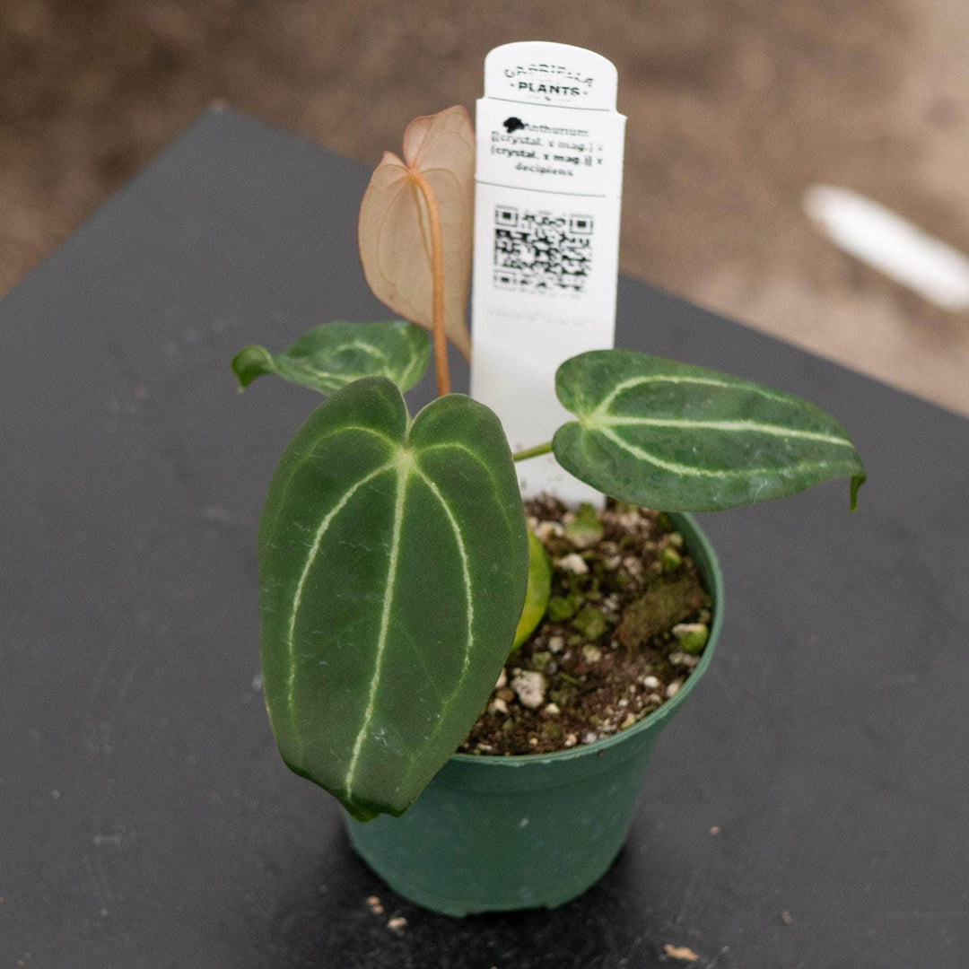 Gabriella Plants Anthurium 4" Anthurium [(crystal. x mag.) x (crystal. x mag.)] x decipiens