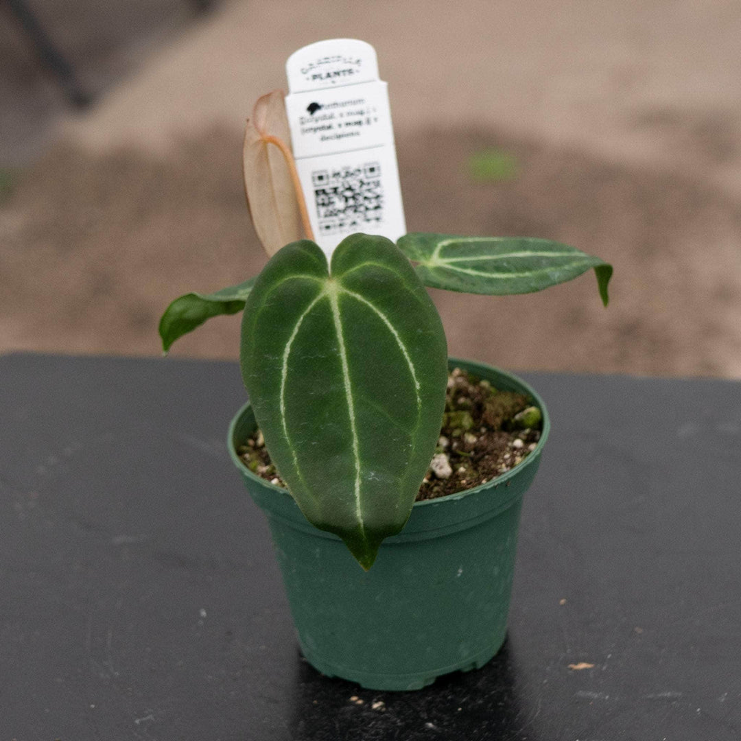 Gabriella Plants Anthurium 4" Anthurium [(crystal. x mag.) x (crystal. x mag.)] x decipiens