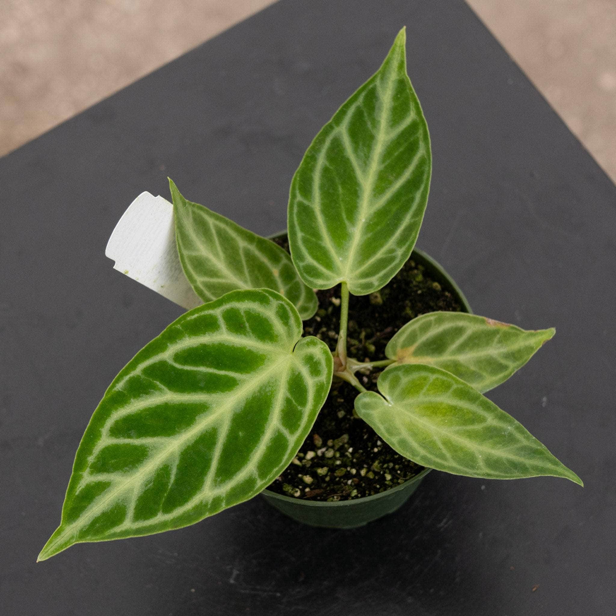 Anthurium [(crystal. x mag.) x (crystal. x mag.)] x unknown