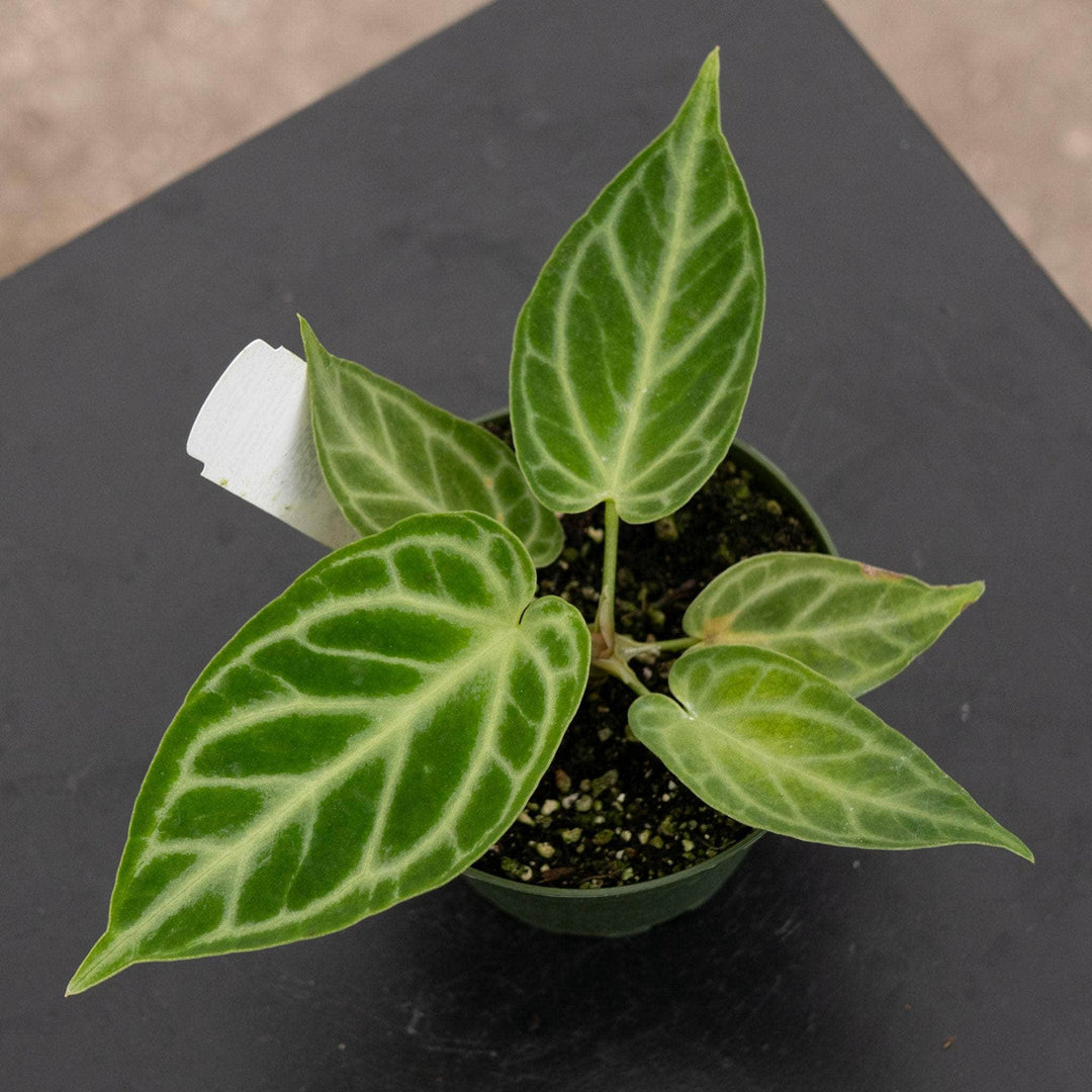 Gabriella Plants Anthurium 4" Anthurium [(crystal. x mag.) x (crystal. x mag.)] x unknown