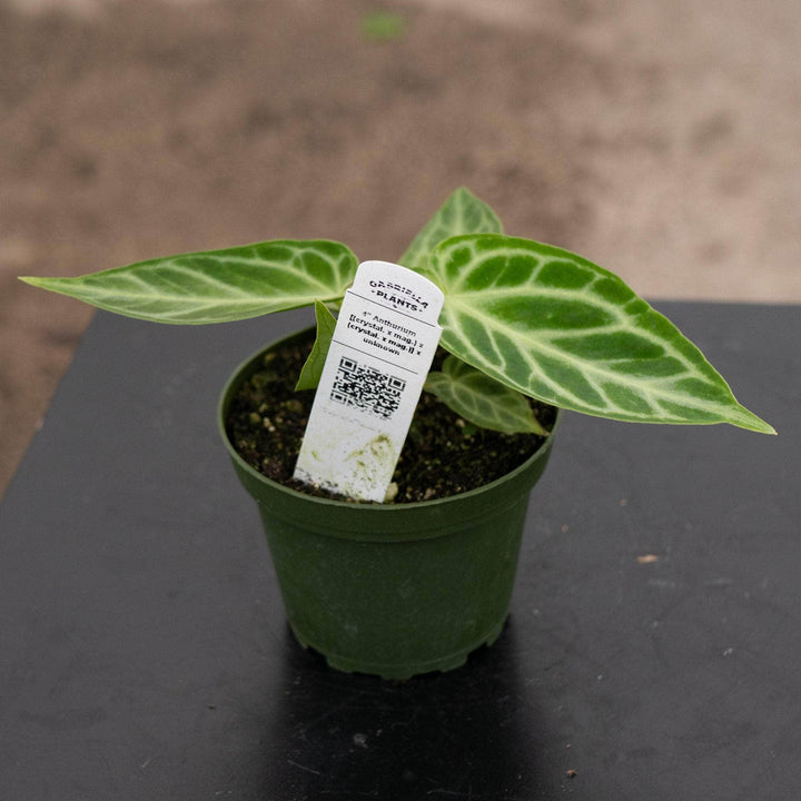 Gabriella Plants Anthurium 4" Anthurium [(crystal. x mag.) x (crystal. x mag.)] x unknown