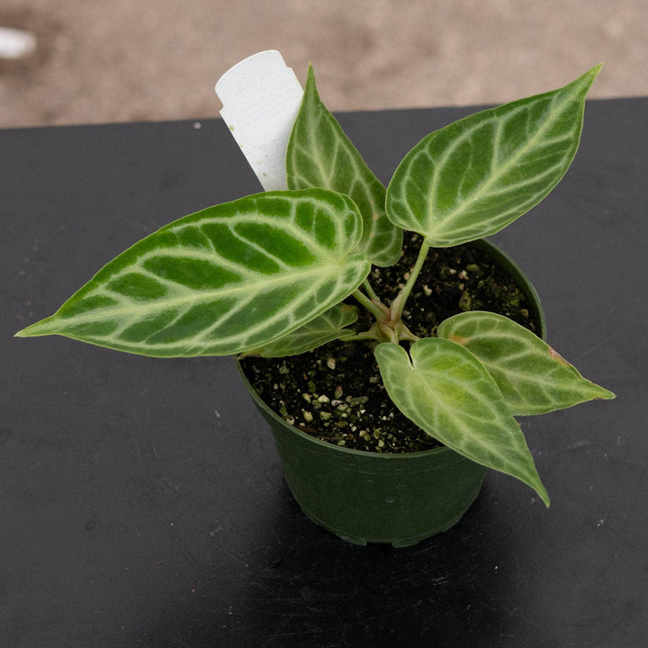 Gabriella Plants Anthurium 4" Anthurium [(crystal. x mag.) x (crystal. x mag.)] x unknown