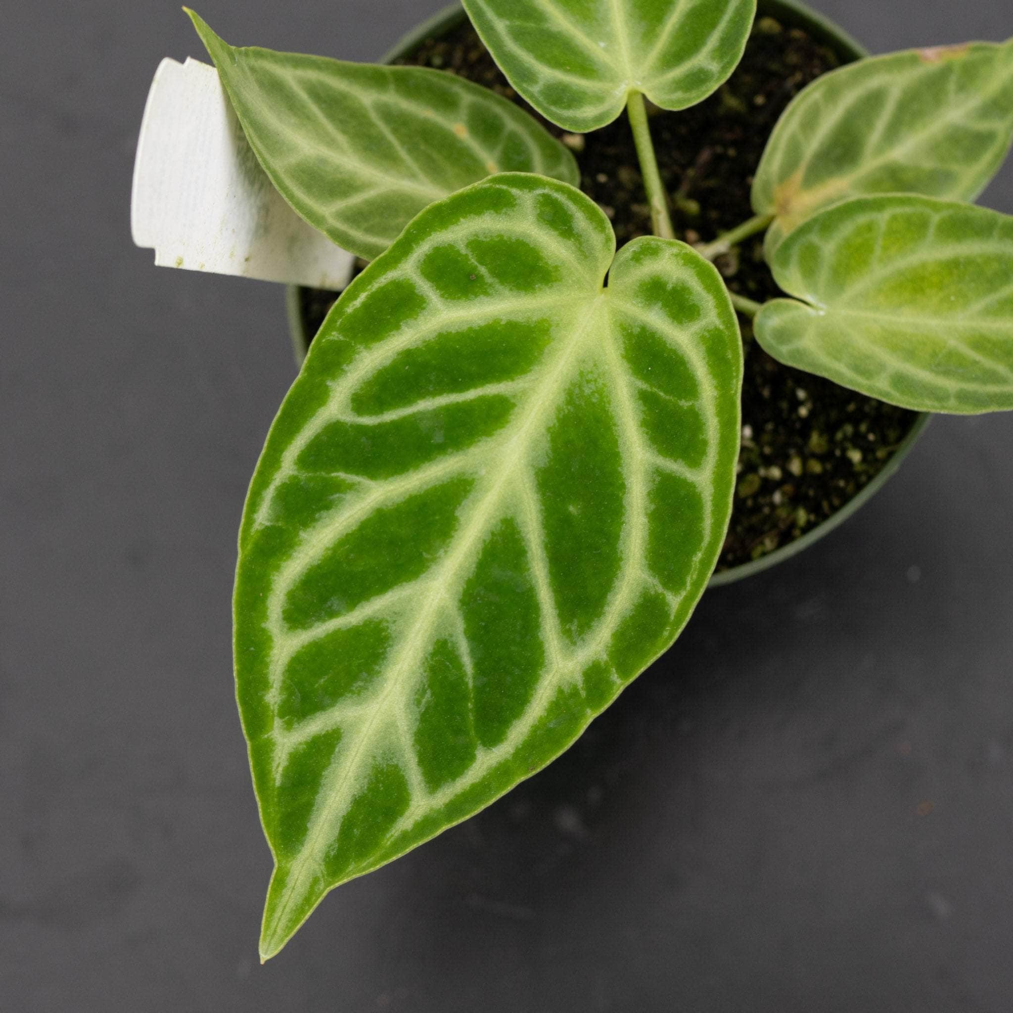 Anthurium [(crystal. x mag.) x (crystal. x mag.)] x unknown