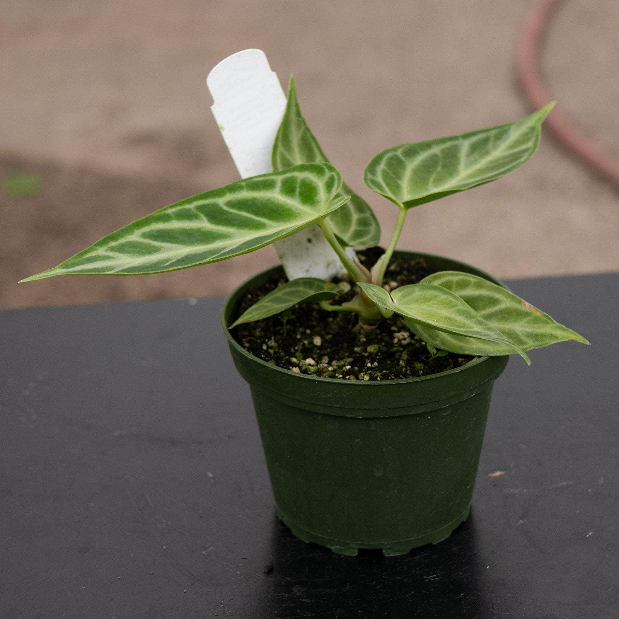 Anthurium [(crystal. x mag.) x (crystal. x mag.)] x unknown