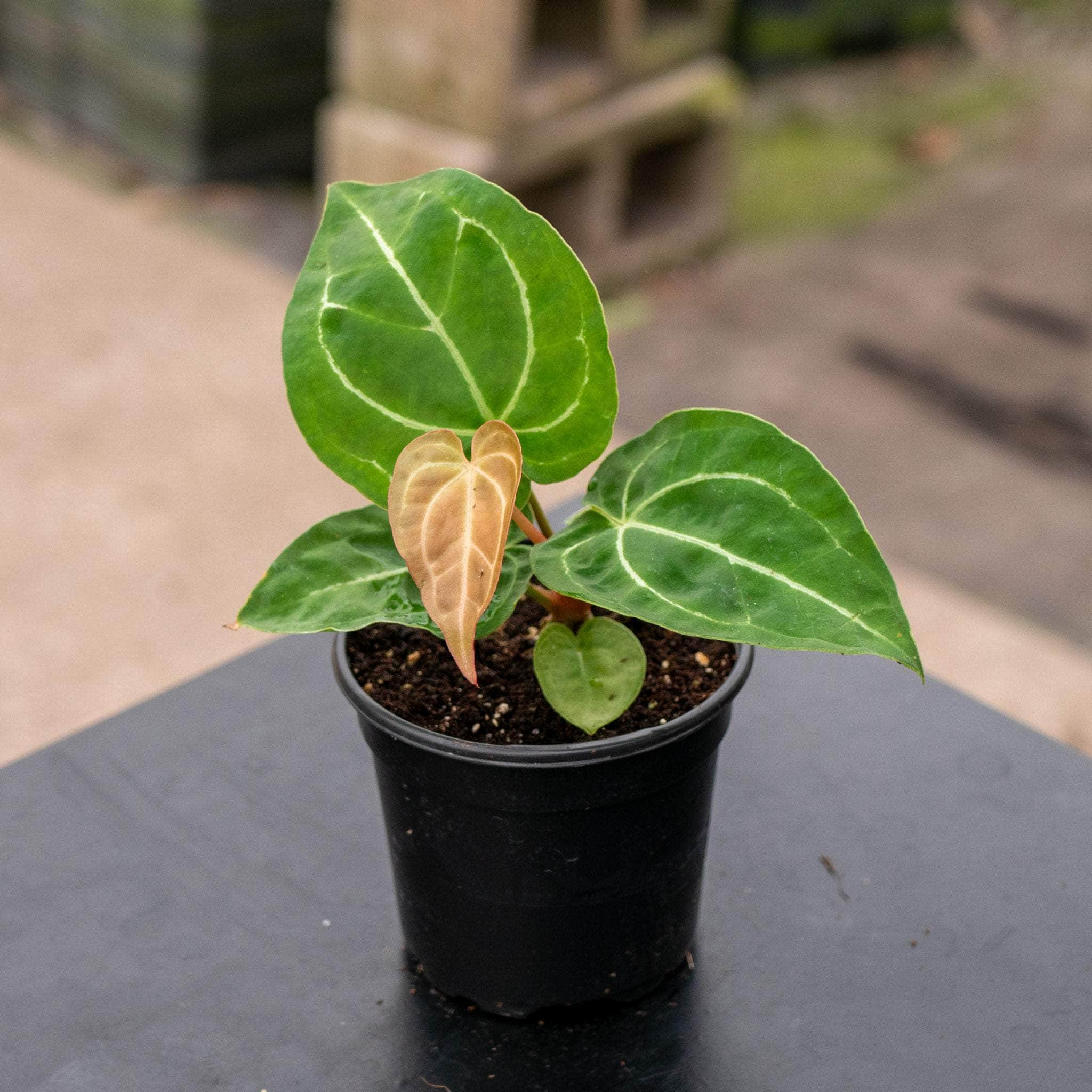 Anthurium crystallinum