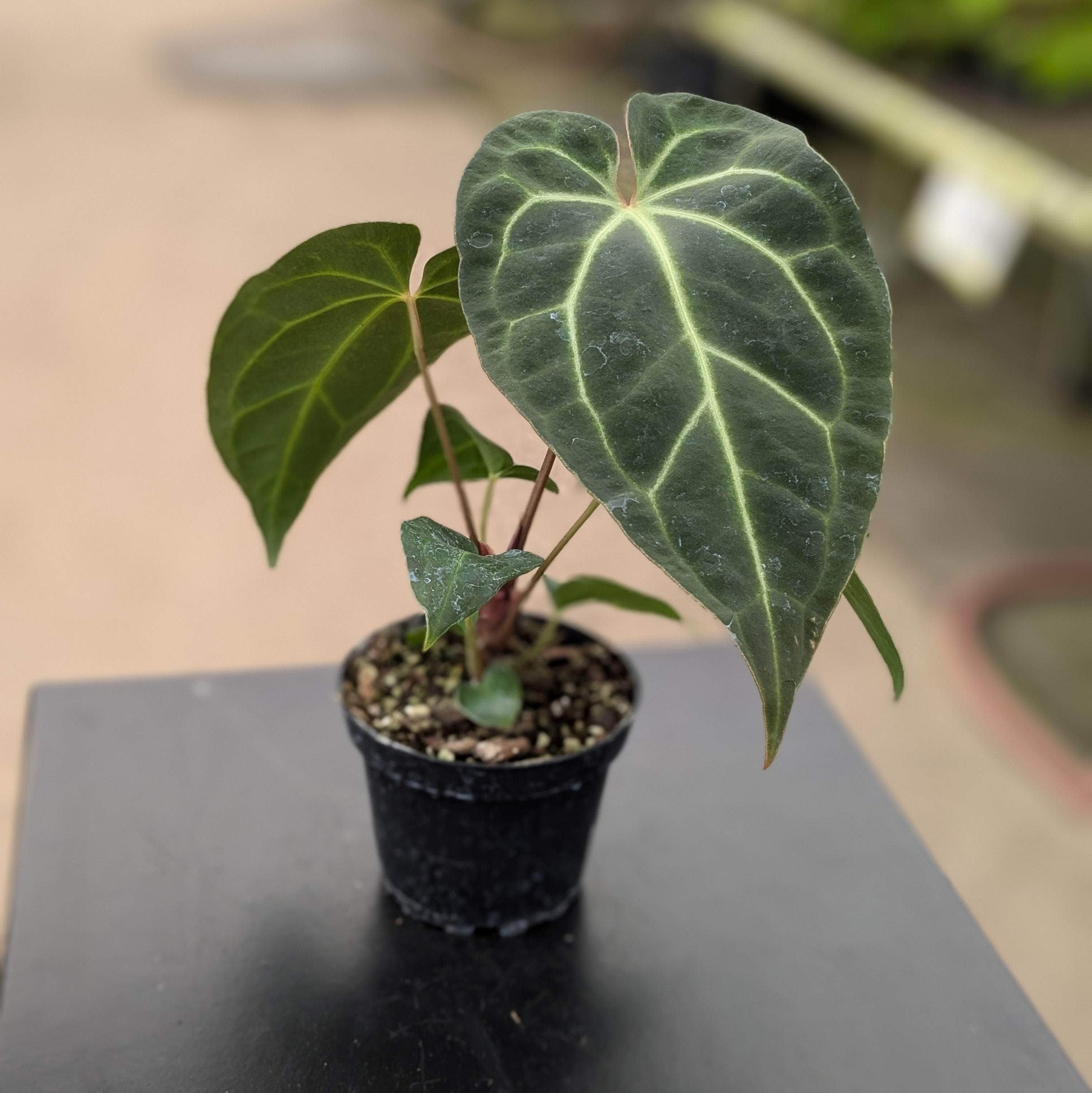 anthurium crystallinum for sale Anthurium crystallinum