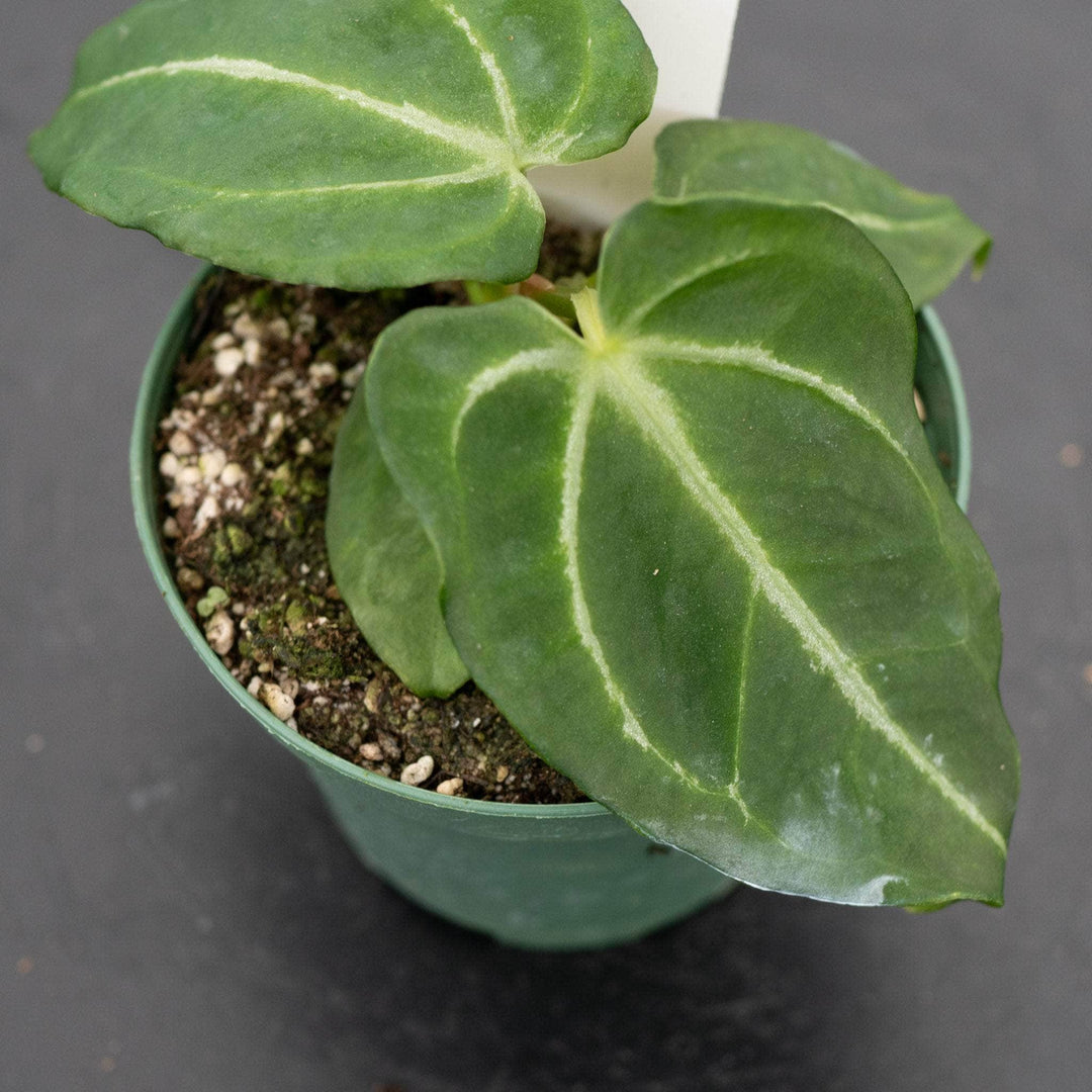 Gabriella Plants Anthurium 4" Anthurium [(crystallinum x magnificum)x(crystallinum x magnificum)] x forgetii