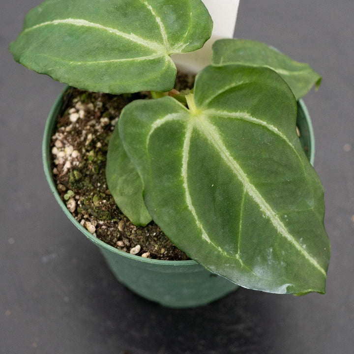 Gabriella Plants Anthurium 4" Anthurium [(crystallinum x magnificum)x(crystallinum x magnificum)] x forgetii