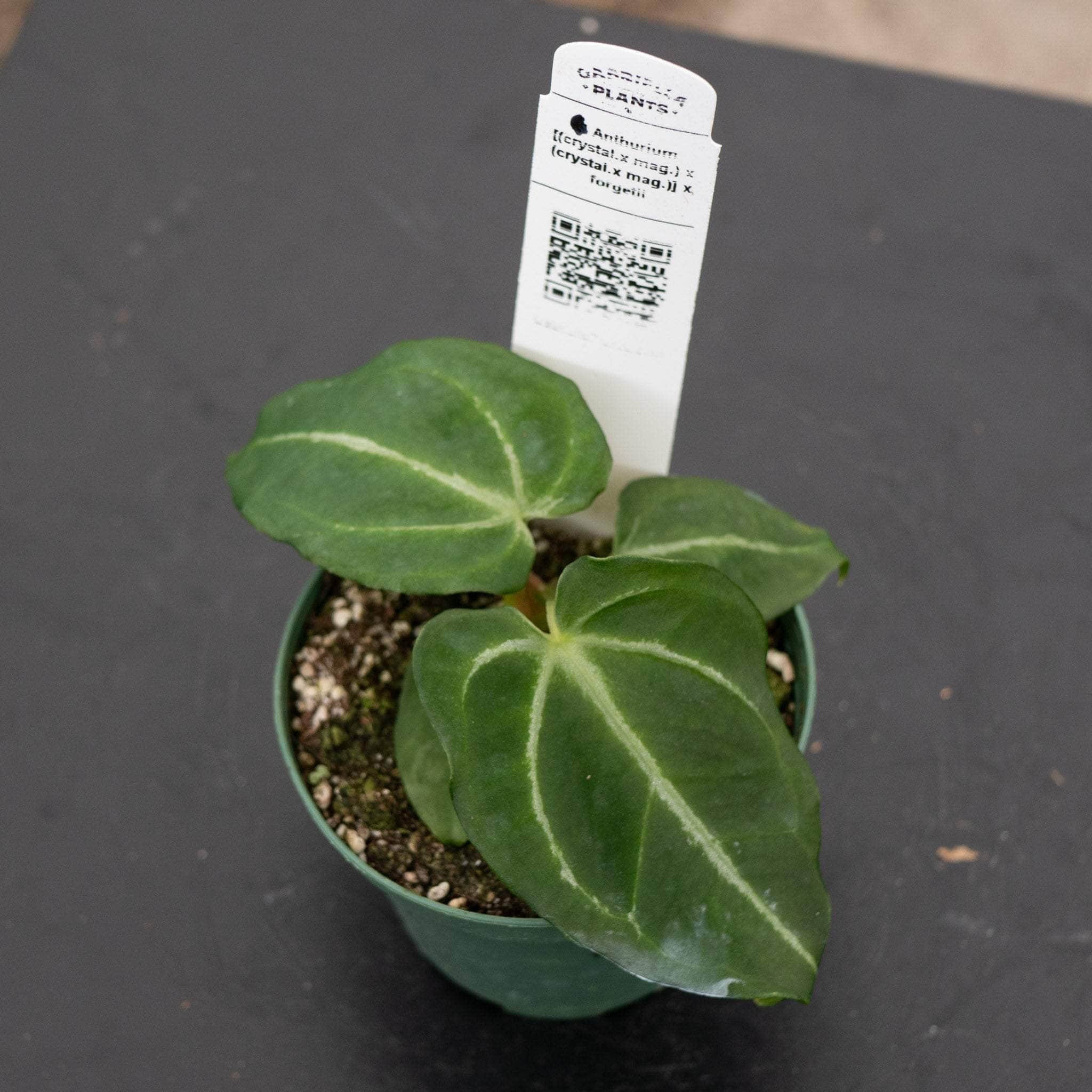Anthurium Aos ×crystallinum Mint Anthurium [(crystallinum x magnificum)x(crystallinum x magnificum