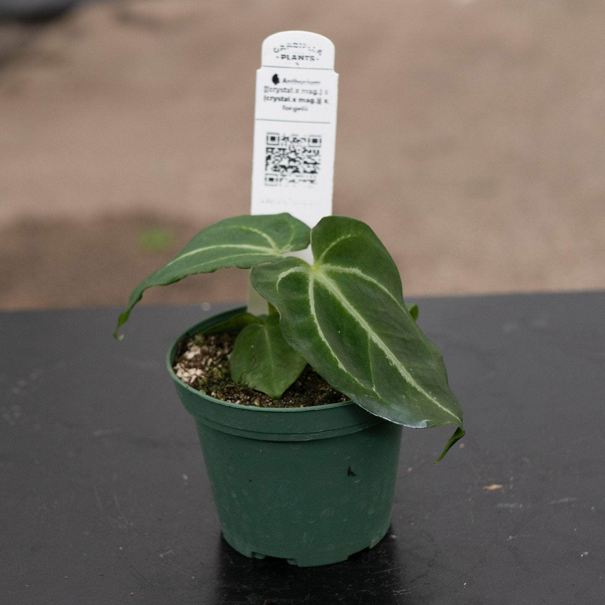 その他観葉植物 Anthurium crystalinum x Signatam About a year ago, I received this Anthurium Red Crystallinum x Ace