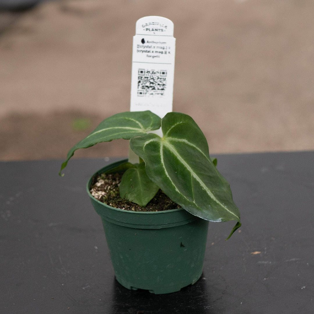 Gabriella Plants Anthurium 4" Anthurium [(crystallinum x magnificum)x(crystallinum x magnificum)] x forgetii