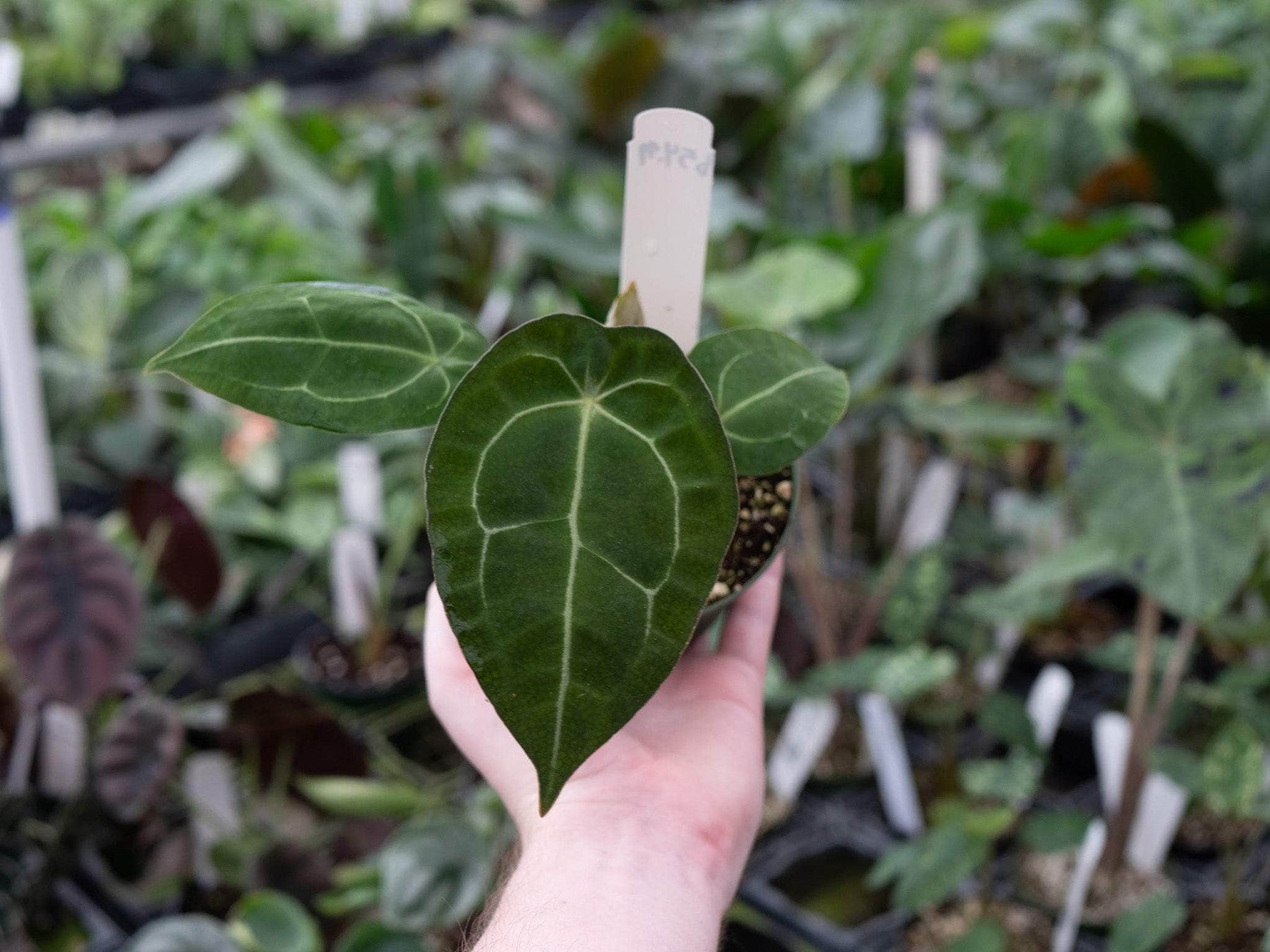 anthurium magnificum x forgetii Anthurium (crystallinum x magnificum) x forgetii