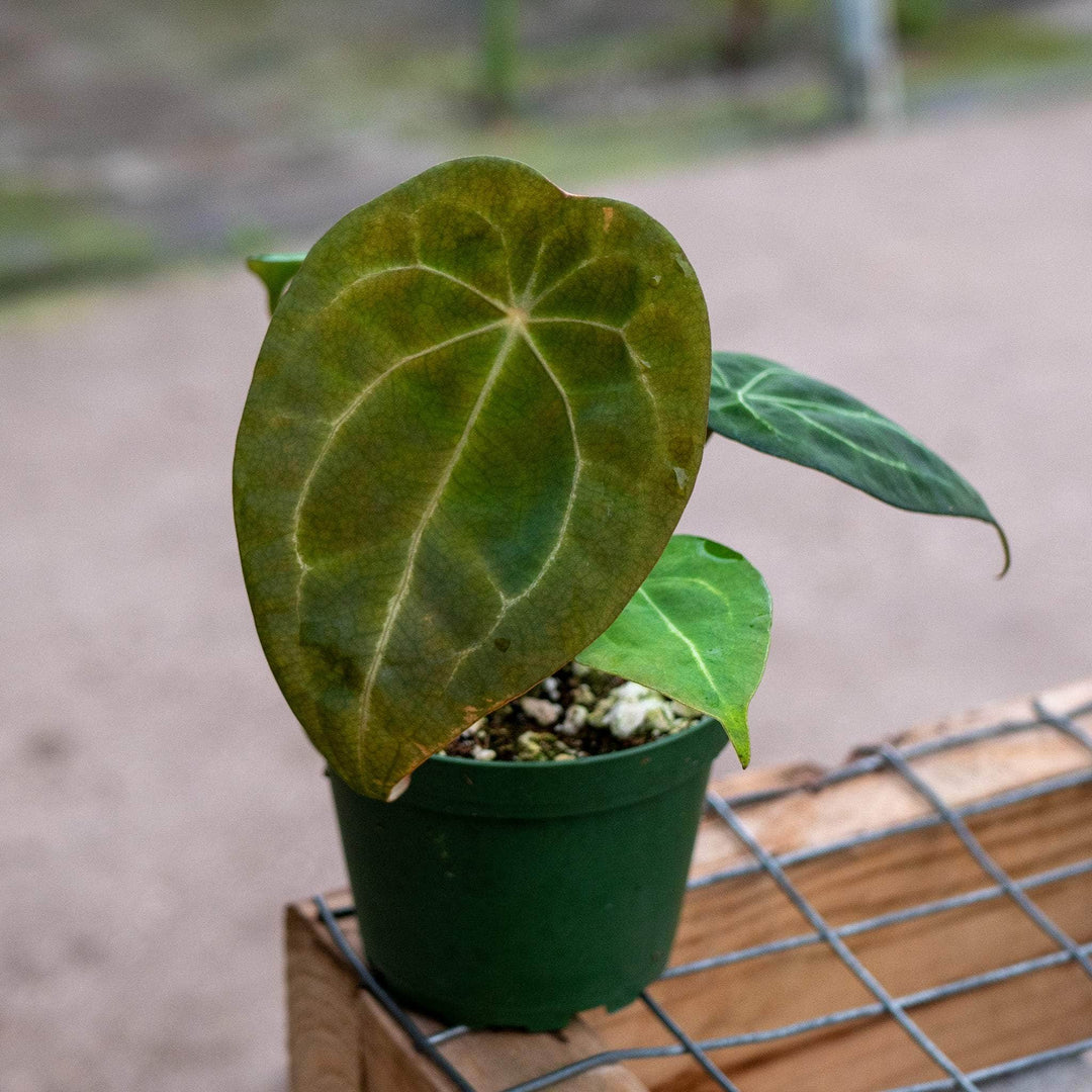 anthurium crystallinum x forgetii Anthurium (crystallinum x magnificum) x forgetii
