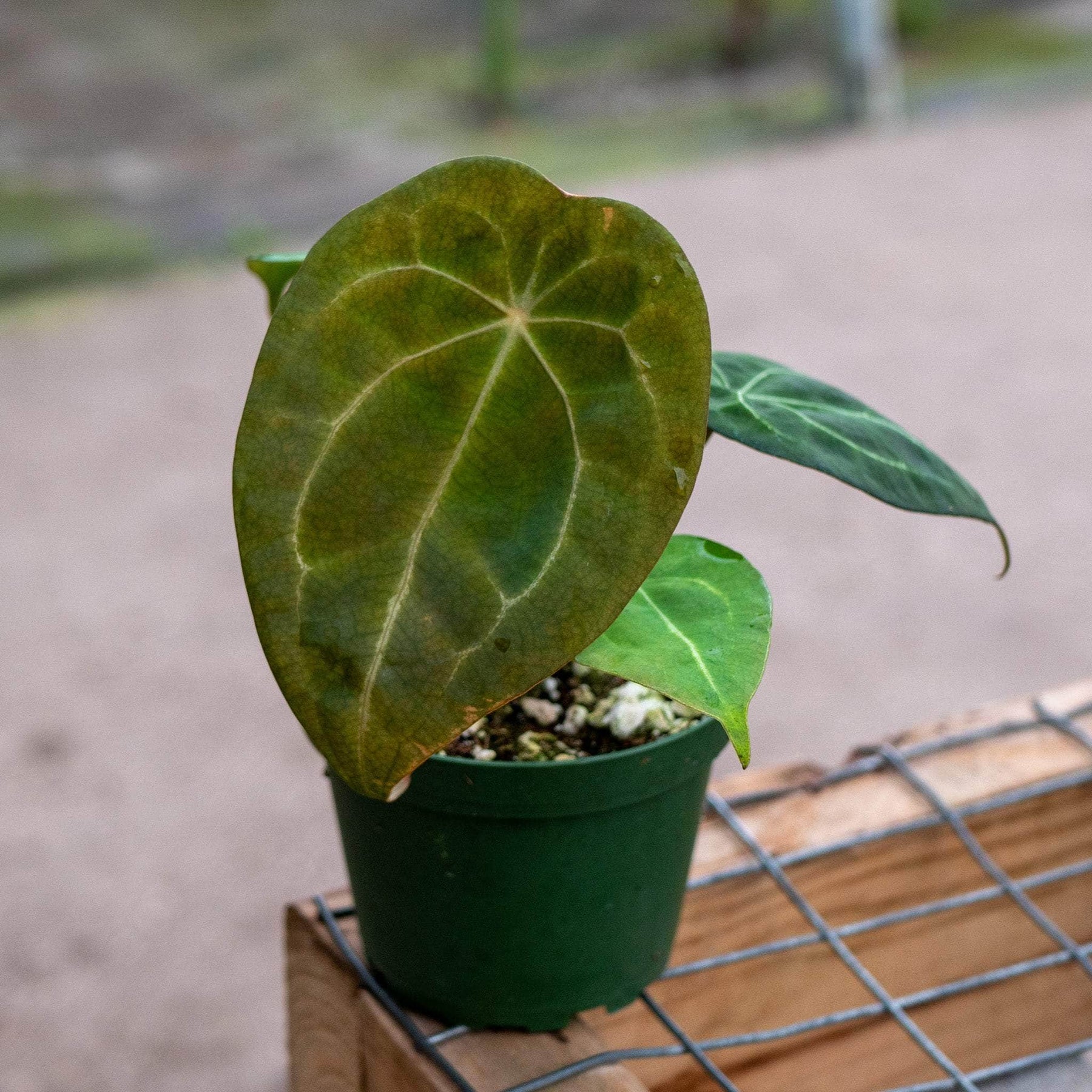 anthurium dark crystallinum x magnificum Anthurium (crystallinum x magnificum) x forgetii