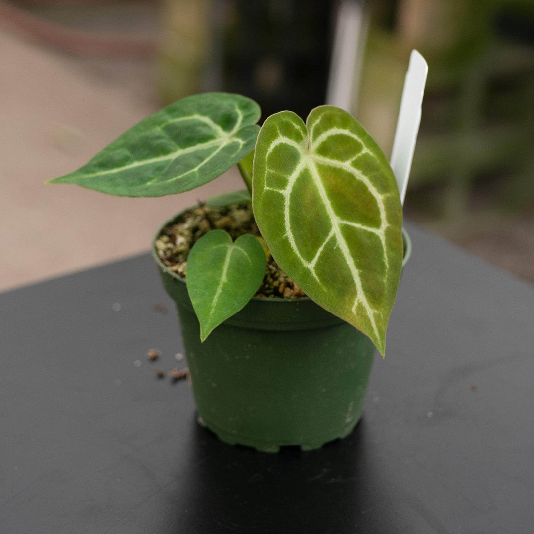 anthurium forgetii x cristallinum Anthurium (crystallinum x magnificum) x (forgetii x AOS)