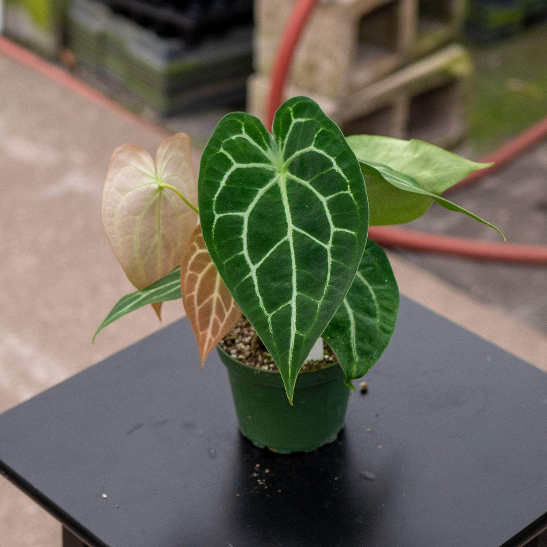 anthurium family Anthurium (crystallinum x magnificum) x (forgetii x AOS)