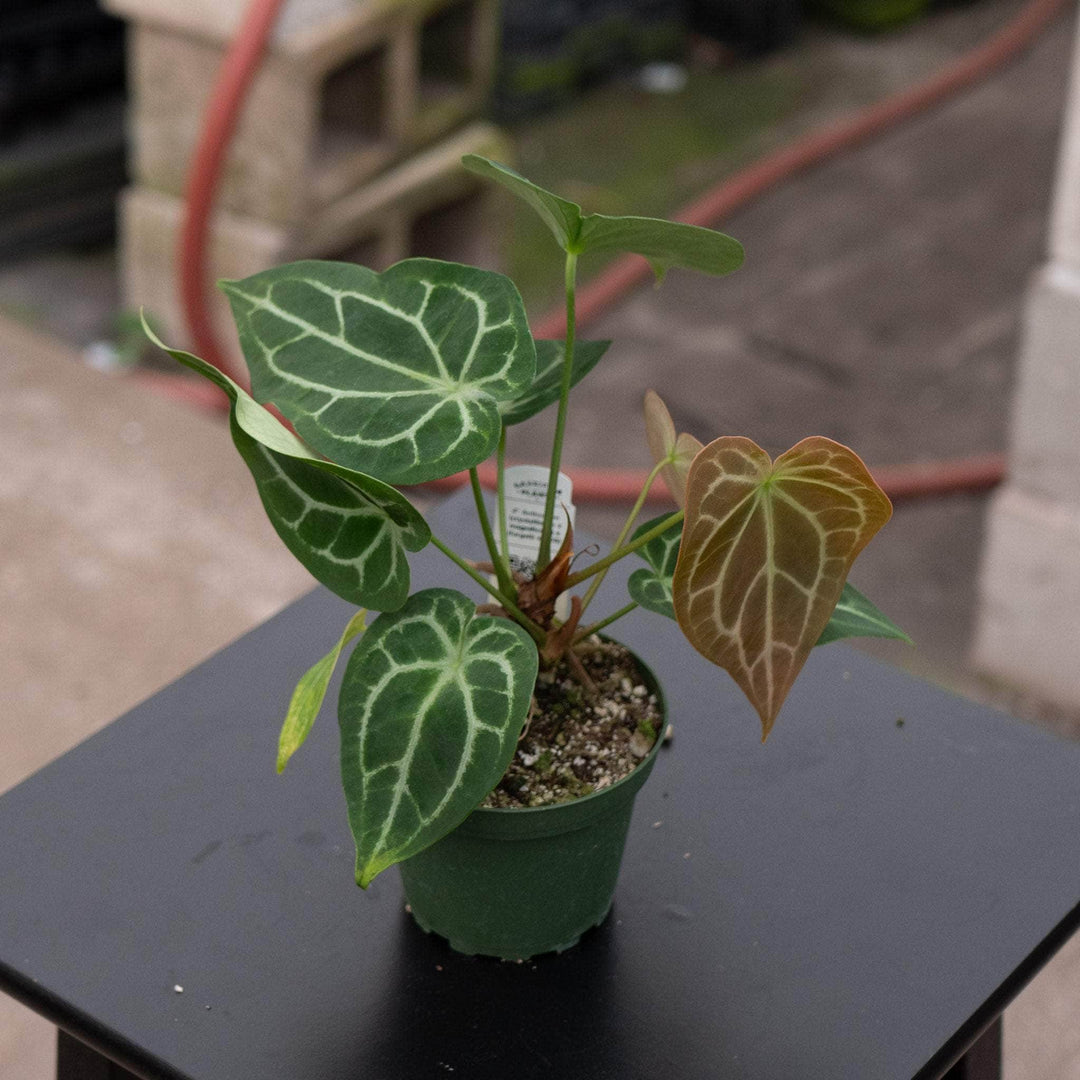 anthurium metaphysics Anthurium (crystallinum x magnificum) x (forgetii x AOS)