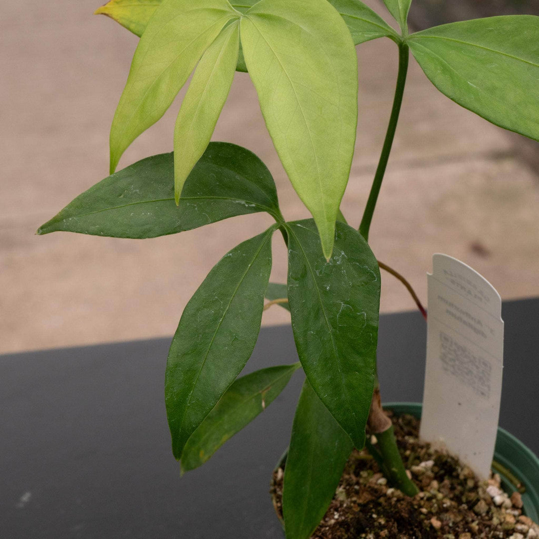 anthurium family name Anthurium digitatum