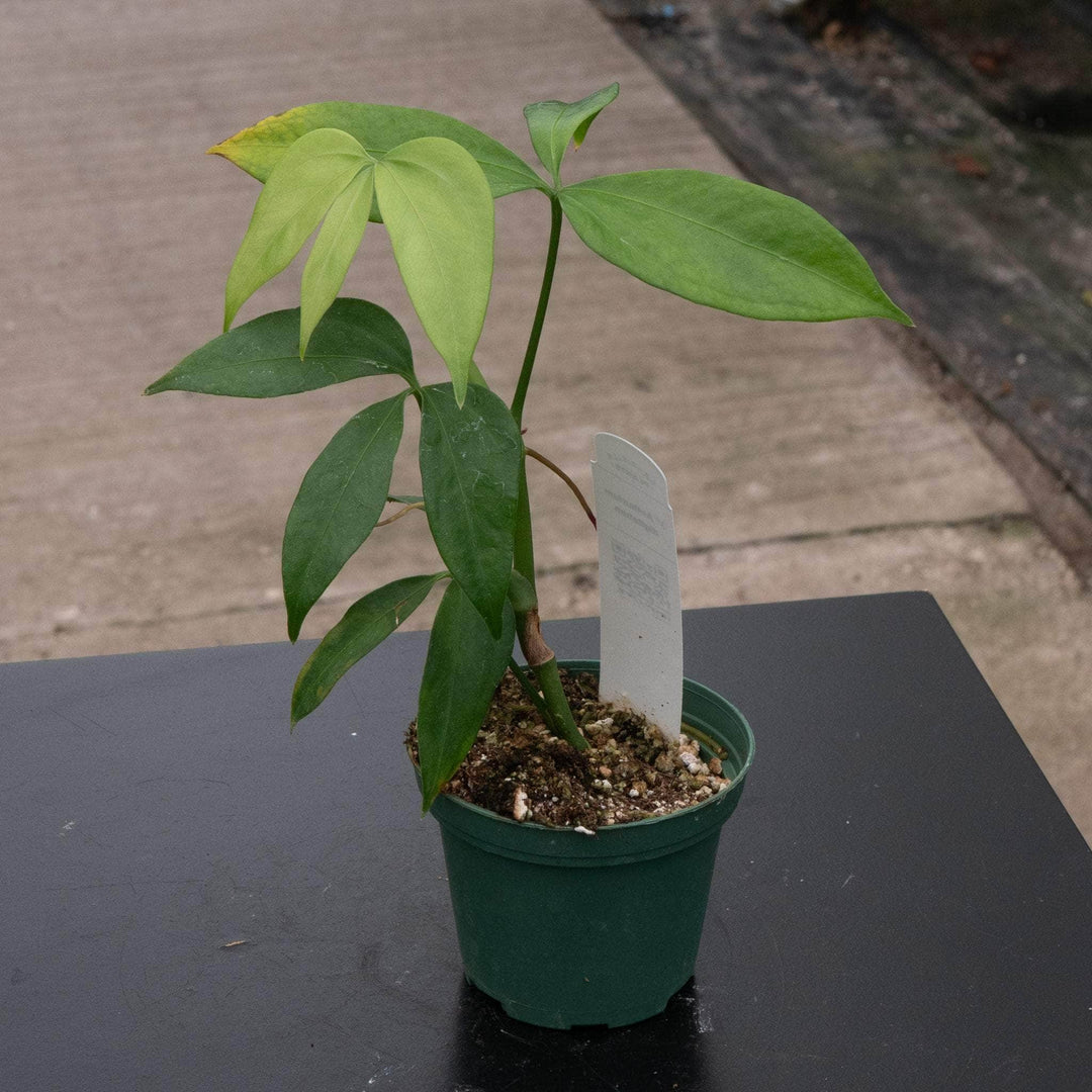 anthurium family name Anthurium digitatum