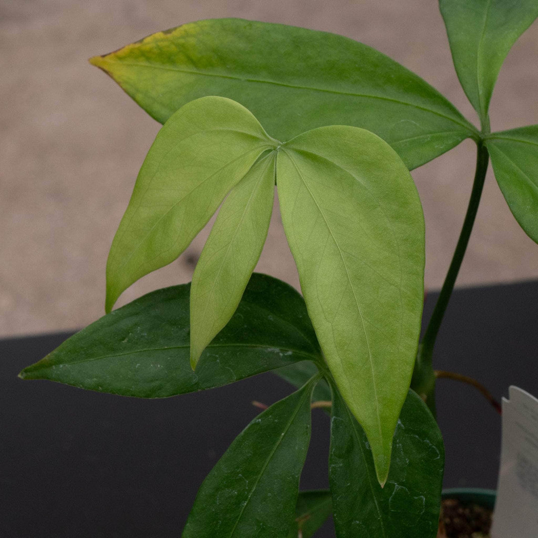 anthurium digitatum flower Anthurium digitatum