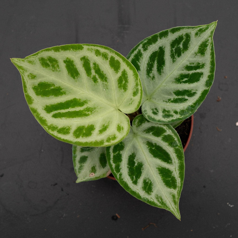 Gabriella Plants Anthurium 4" Anthurium 'Dorayaki'