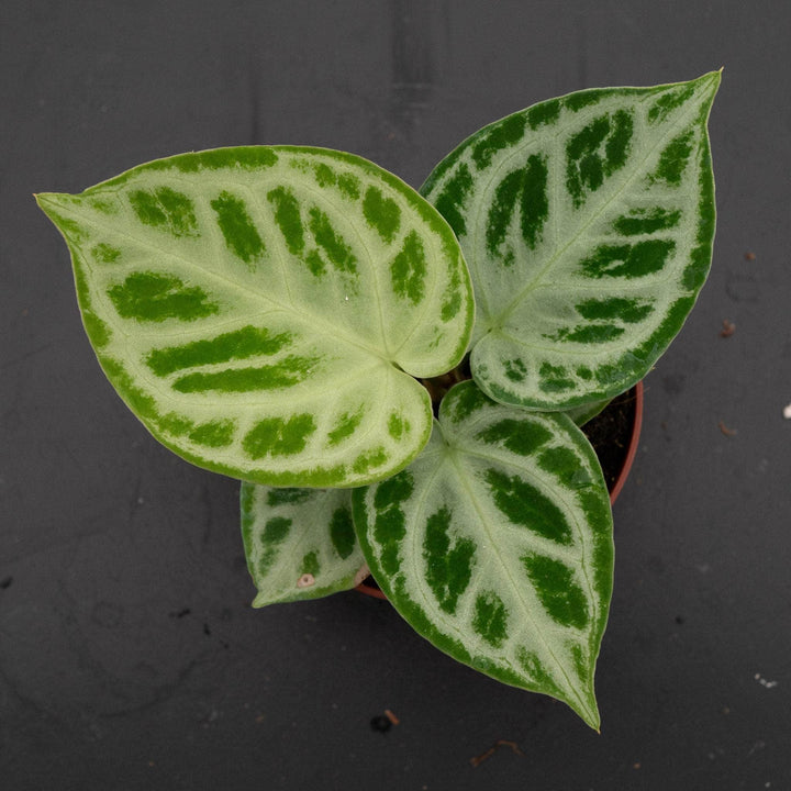 Gabriella Plants Anthurium 4" Anthurium 'Dorayaki'