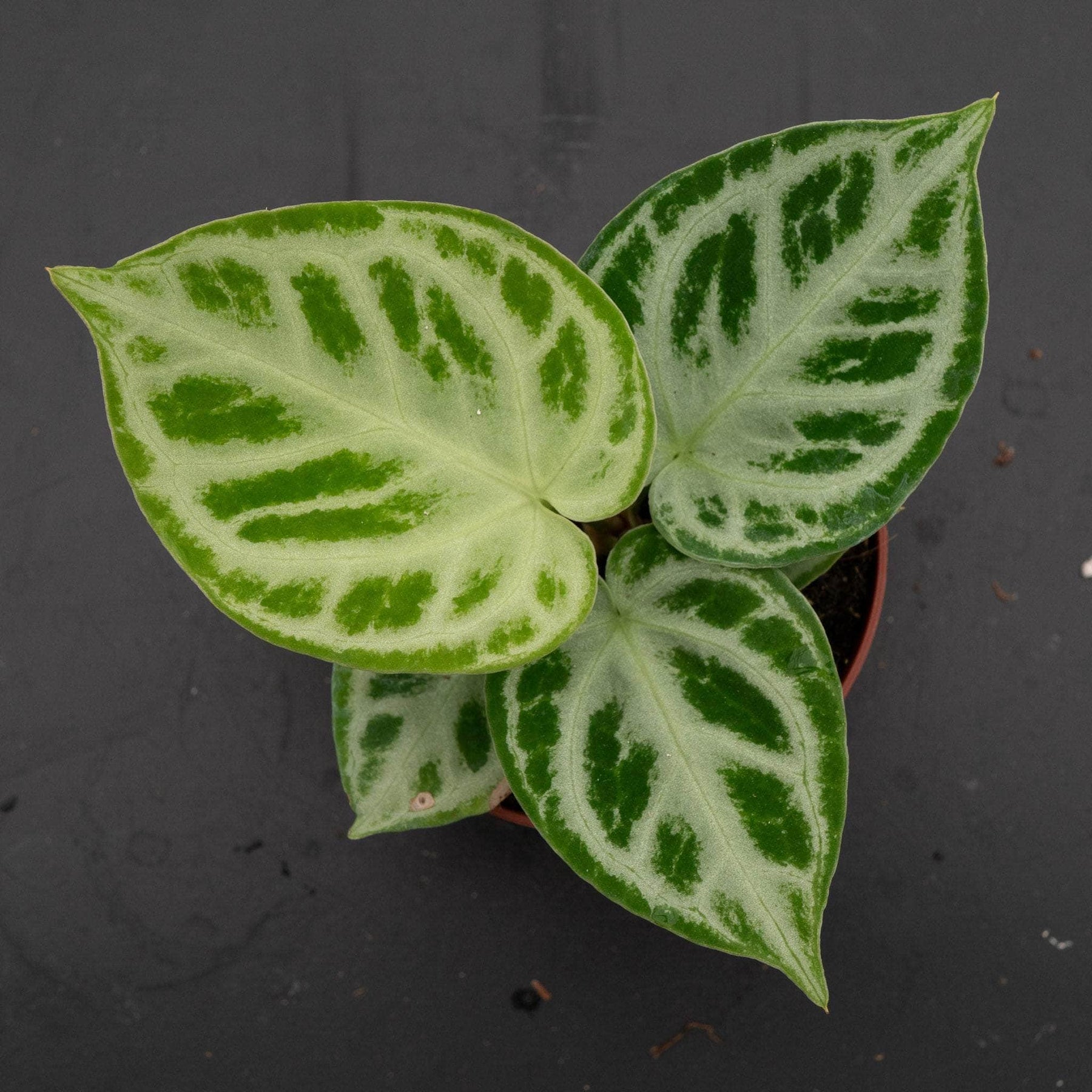 anthurium dorayakii Anthurium 'Dorayaki'