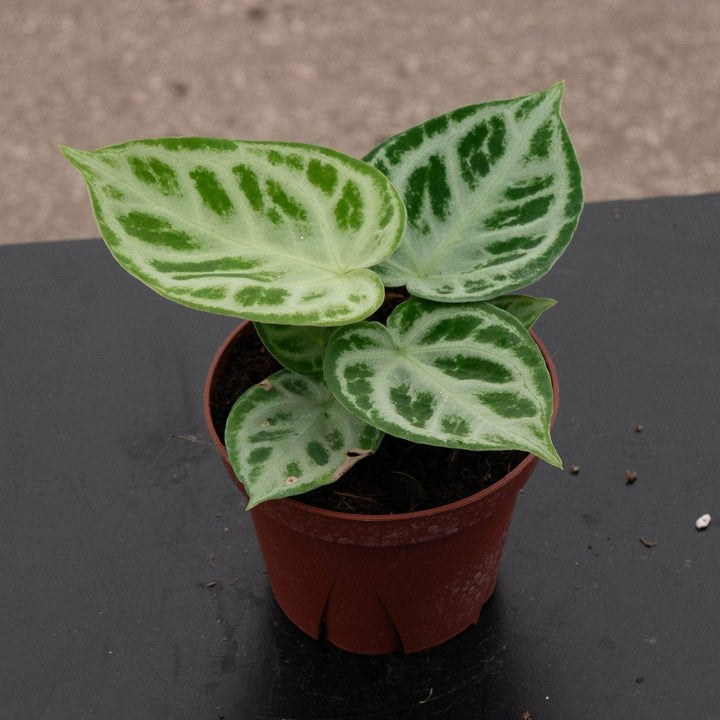 Gabriella Plants Anthurium 4" Anthurium 'Dorayaki'