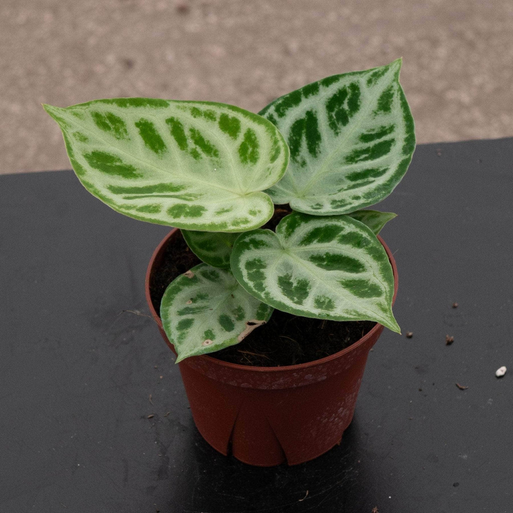 その他観葉植物 Anthurium 'Dorayaki' Anthurium 'Dorayaki' - Gabriella Plants