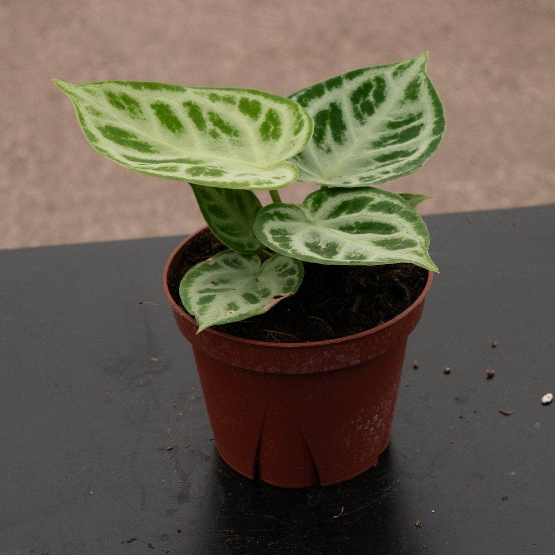 anthurium dorayakii Anthurium 'Dorayaki'