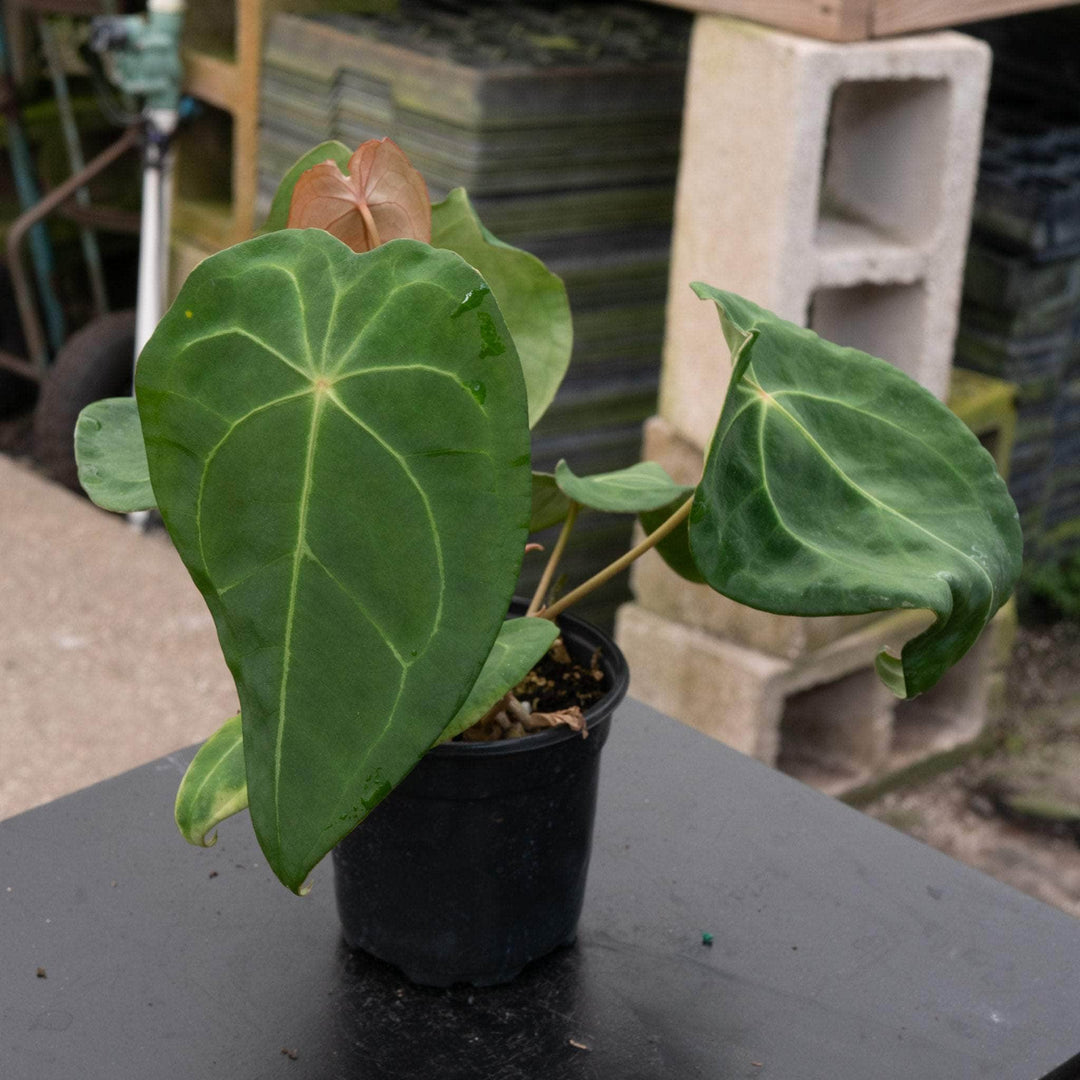 anthurium epiphyte Anthurium forgetii