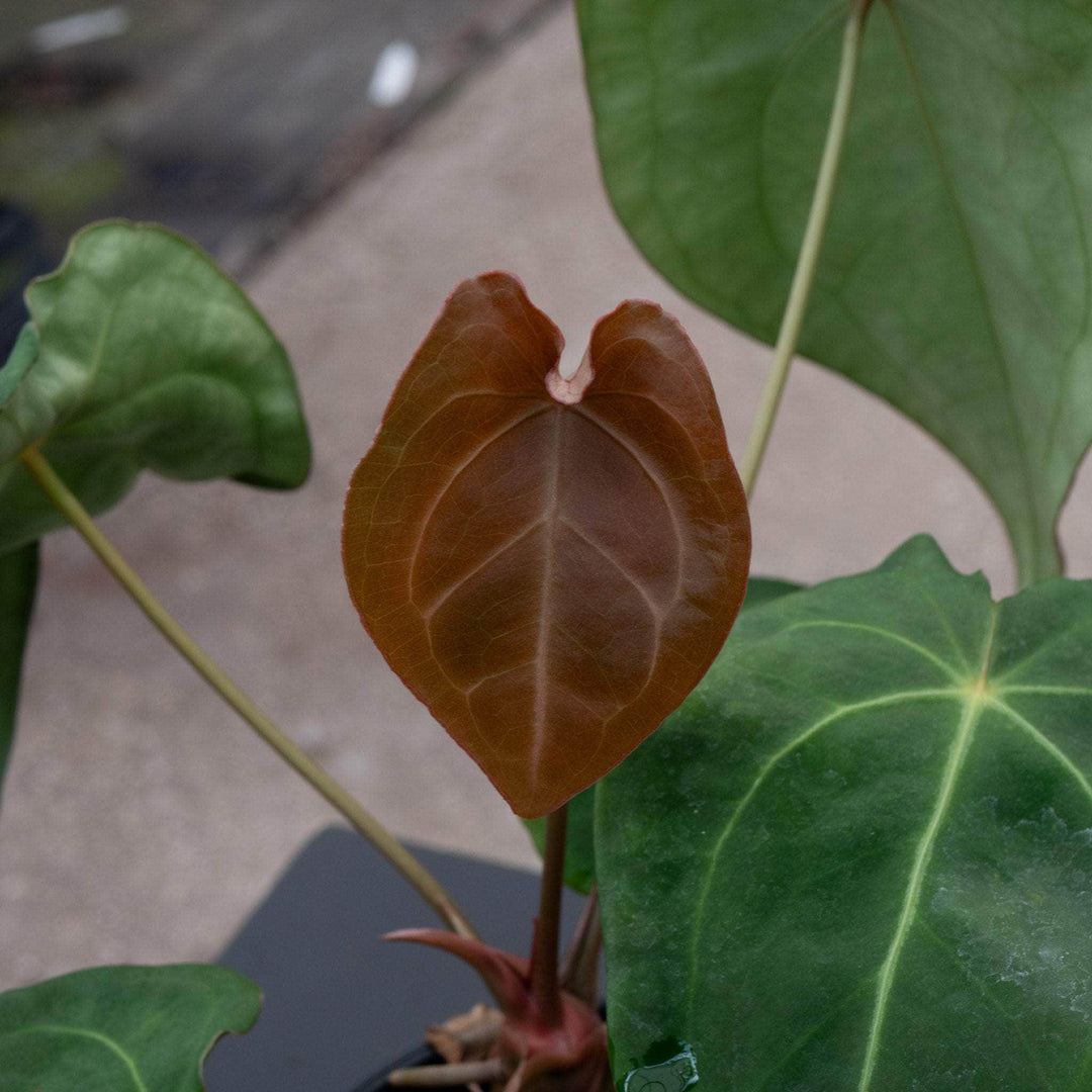 anthurium forgetti Anthurium forgetii