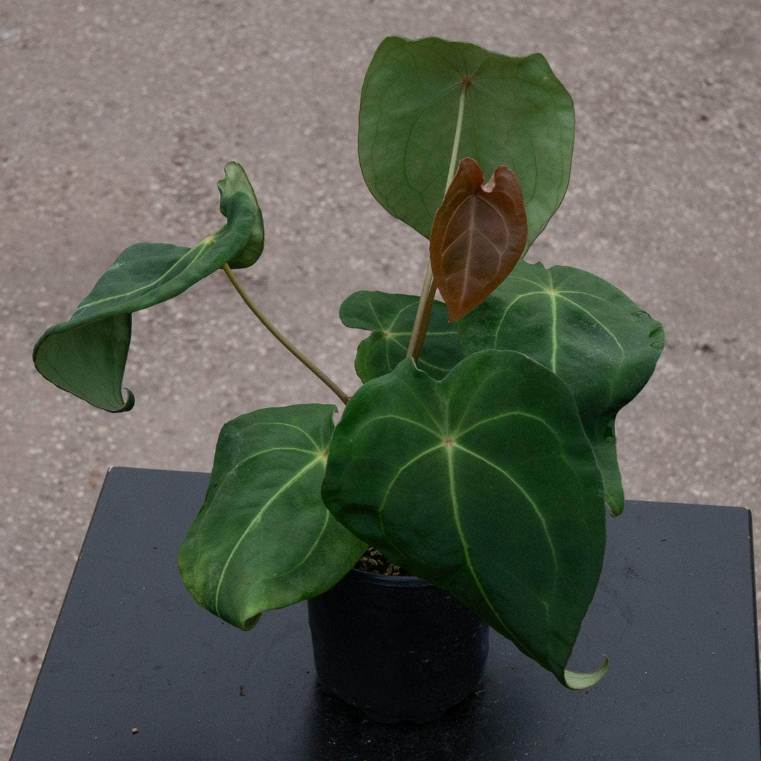 anthurium pallidiflorum forgetii Anthurium forgetii