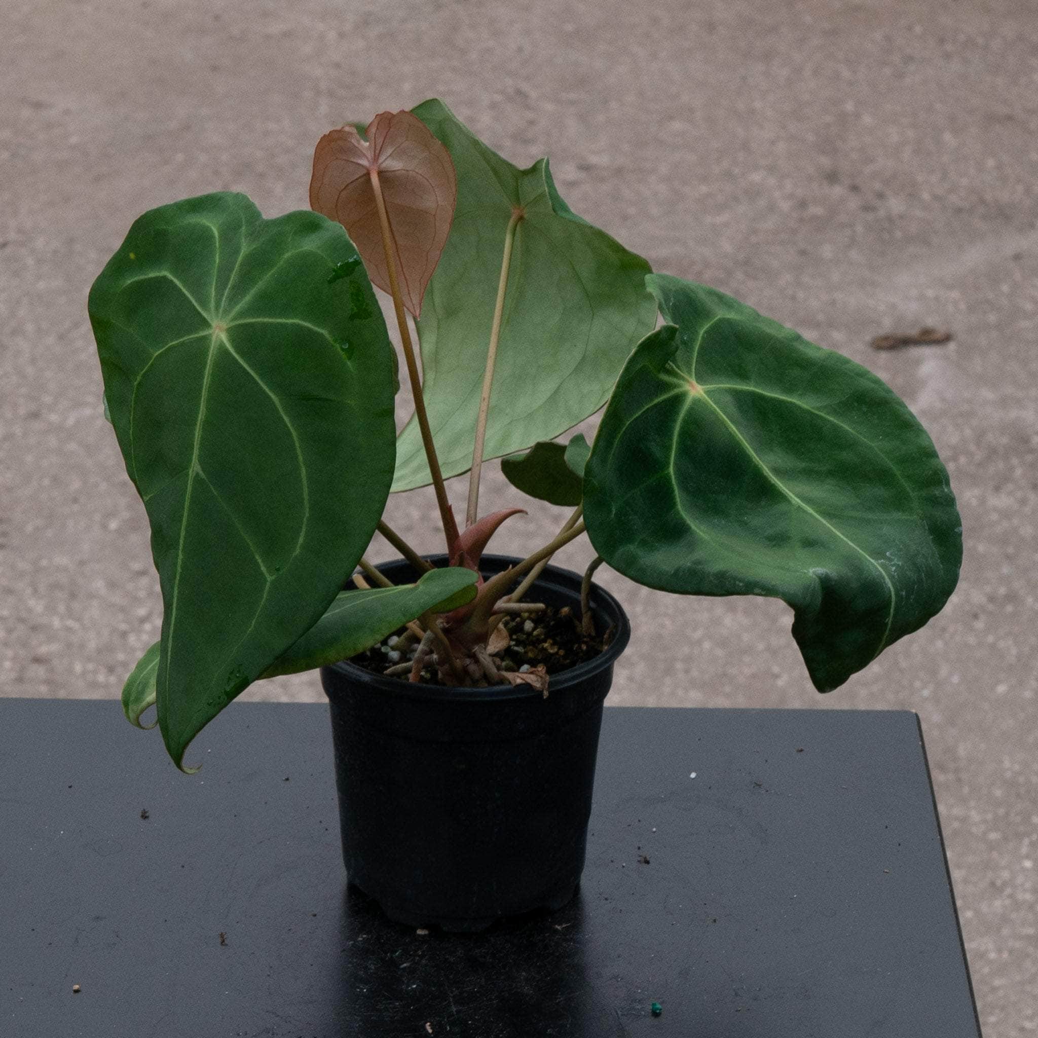 Anthurium forgetii - Gabriella Plants