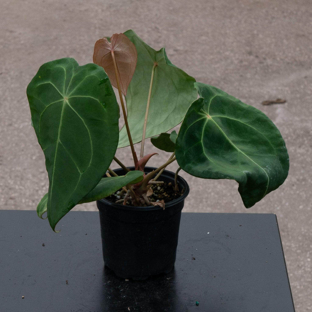 anthurium forgetii care Anthurium forgetii