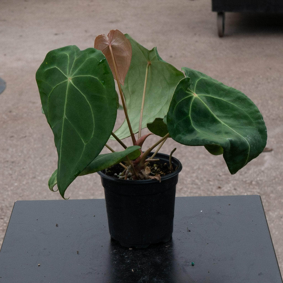 anthurium galeotti Anthurium forgetii
